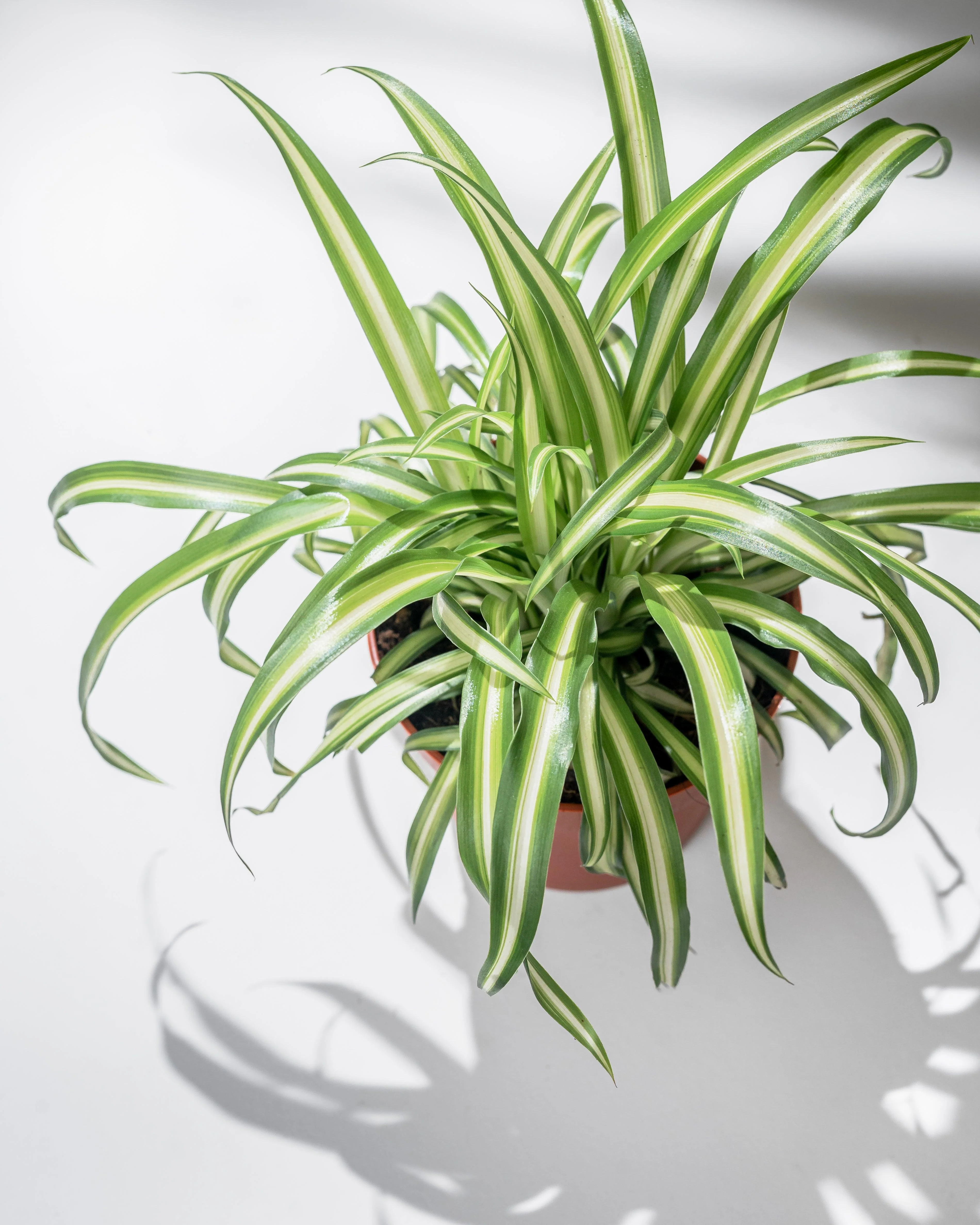 Spider Plant | Chlorophytum Comosum Ocean - Image 2