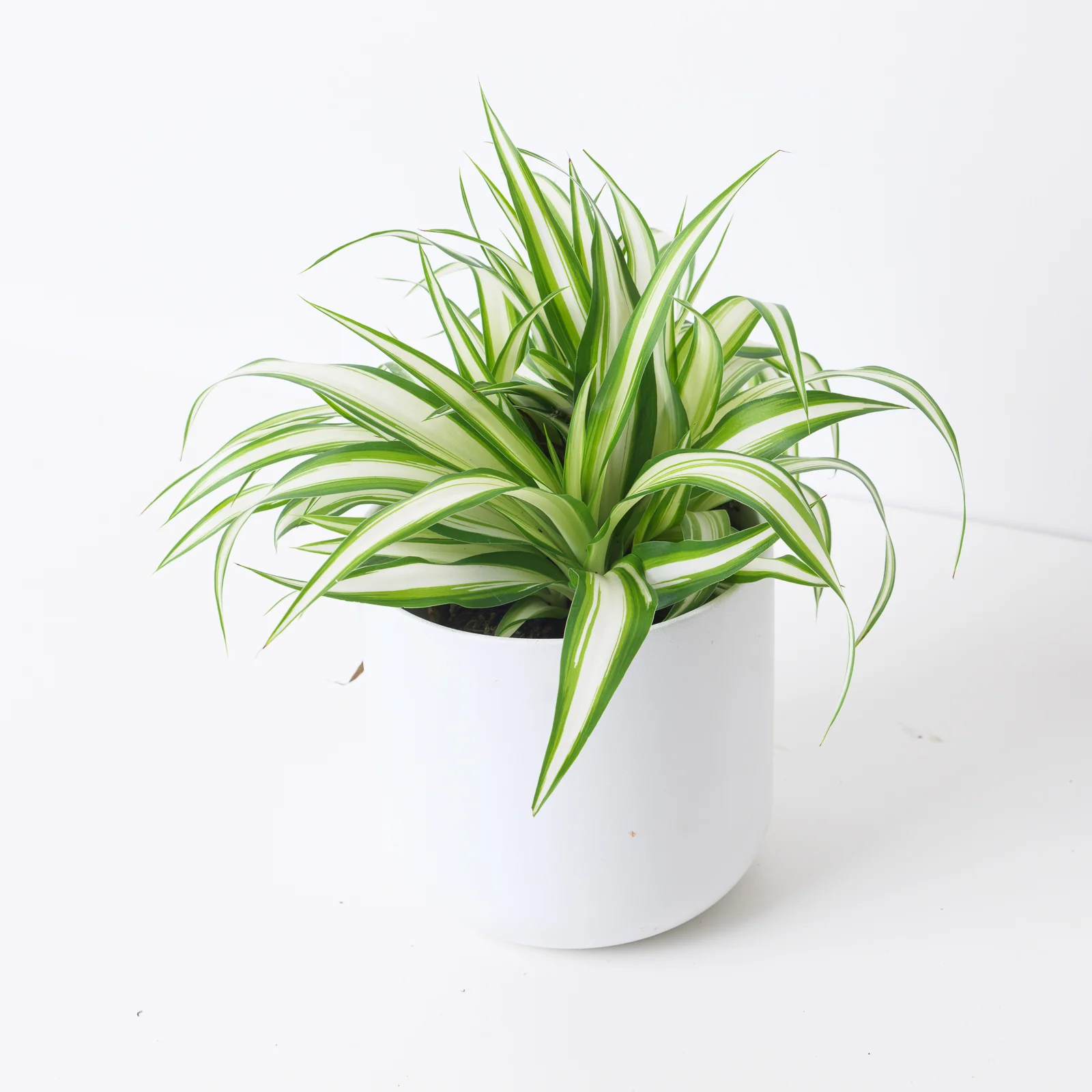 Spider Plant | Chlorophytum comosum 'Vittatum'