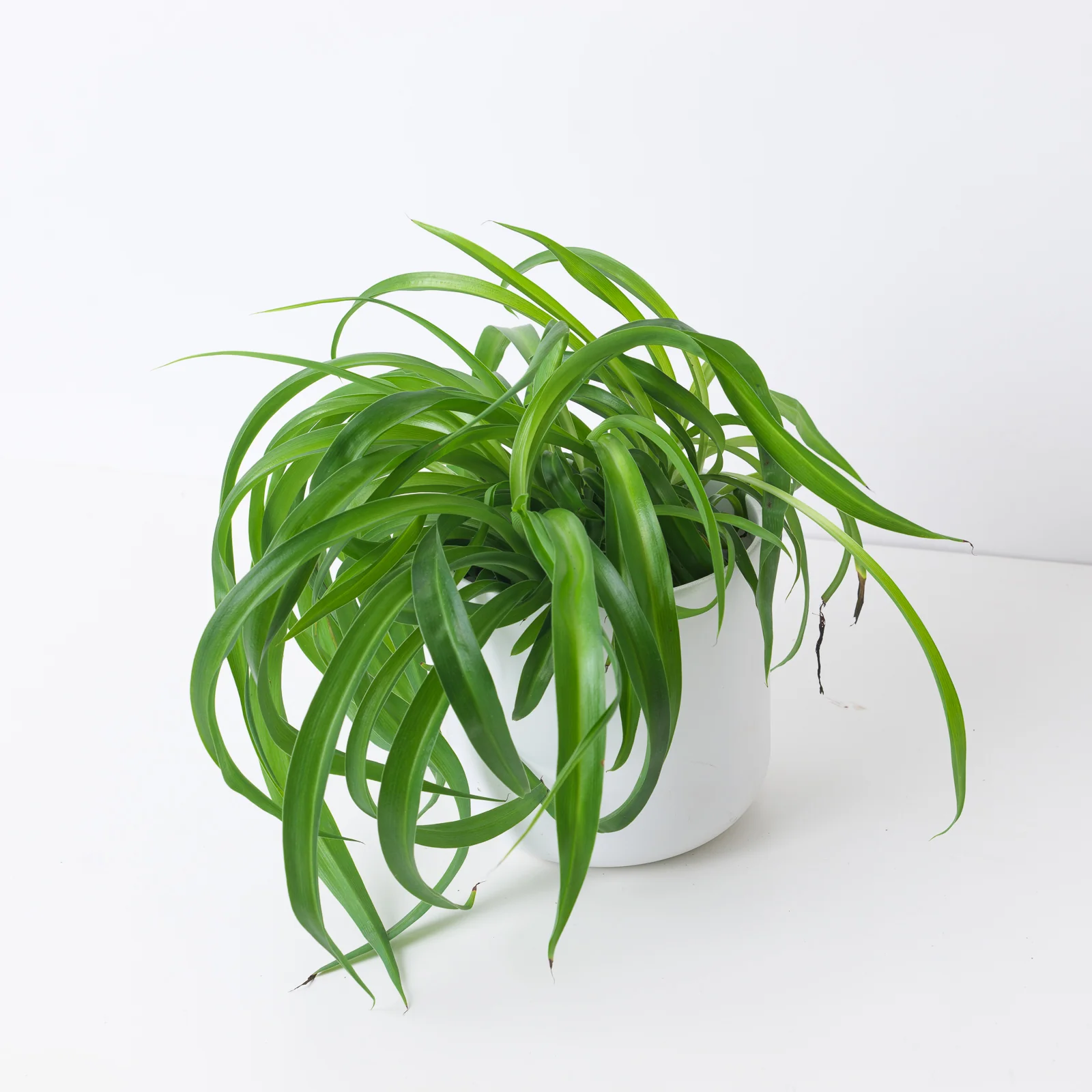 Spider Plant | Chlorophytum 'Green Bonnie'