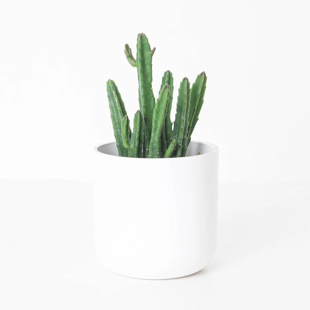 Stapelia leendertziae