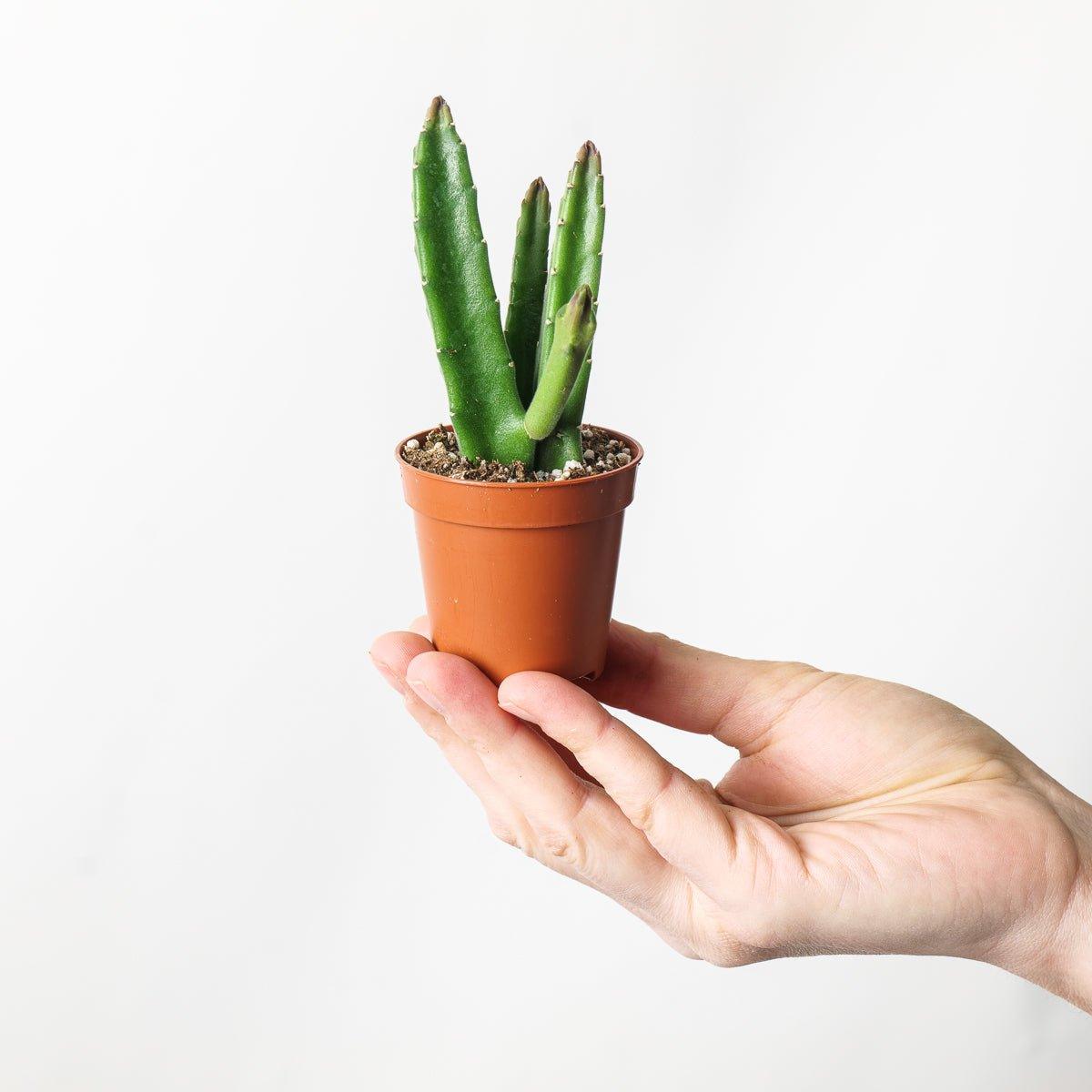 Stapelia leendertziae - Image 2