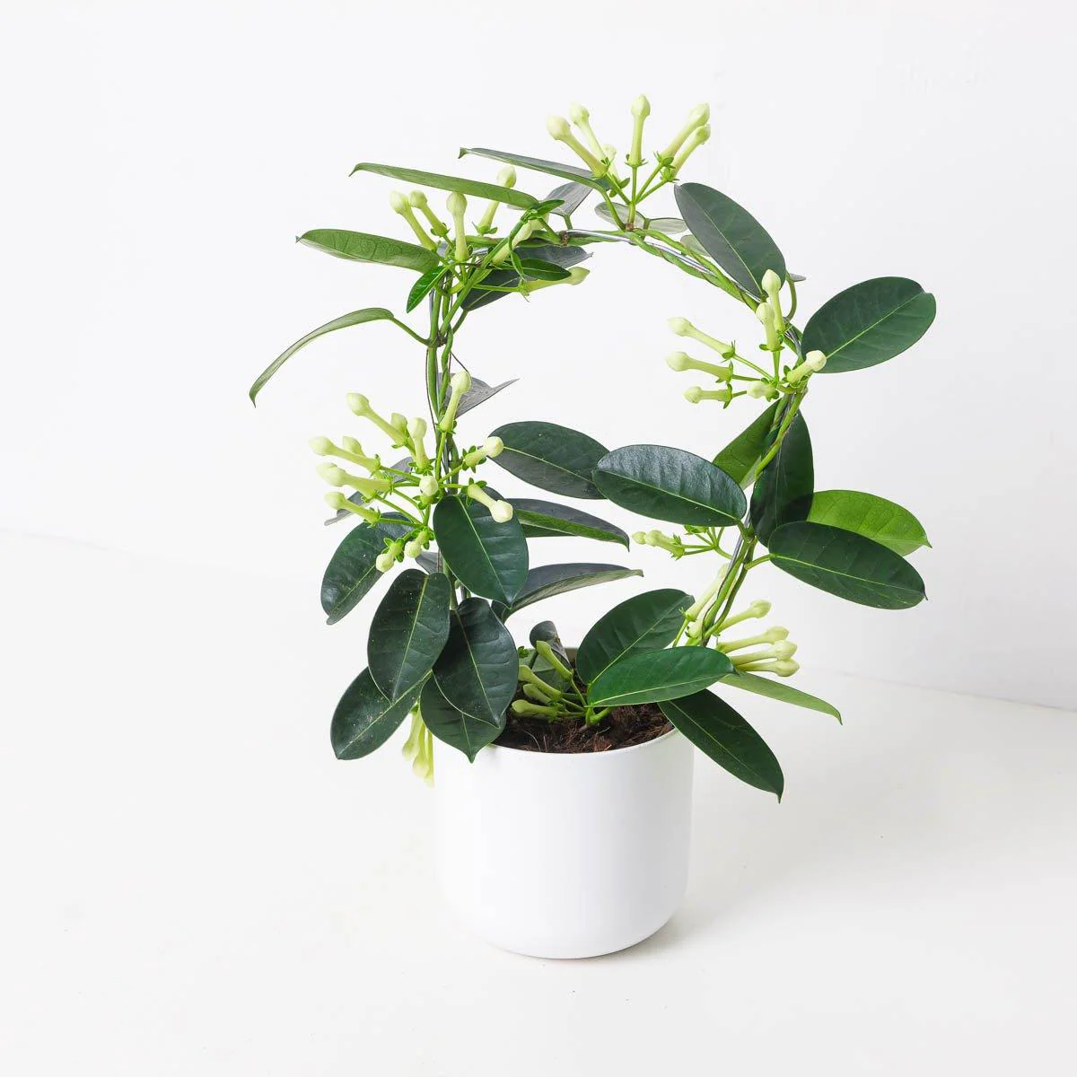 Stephanotis floribunda | Madagascan Jasmine