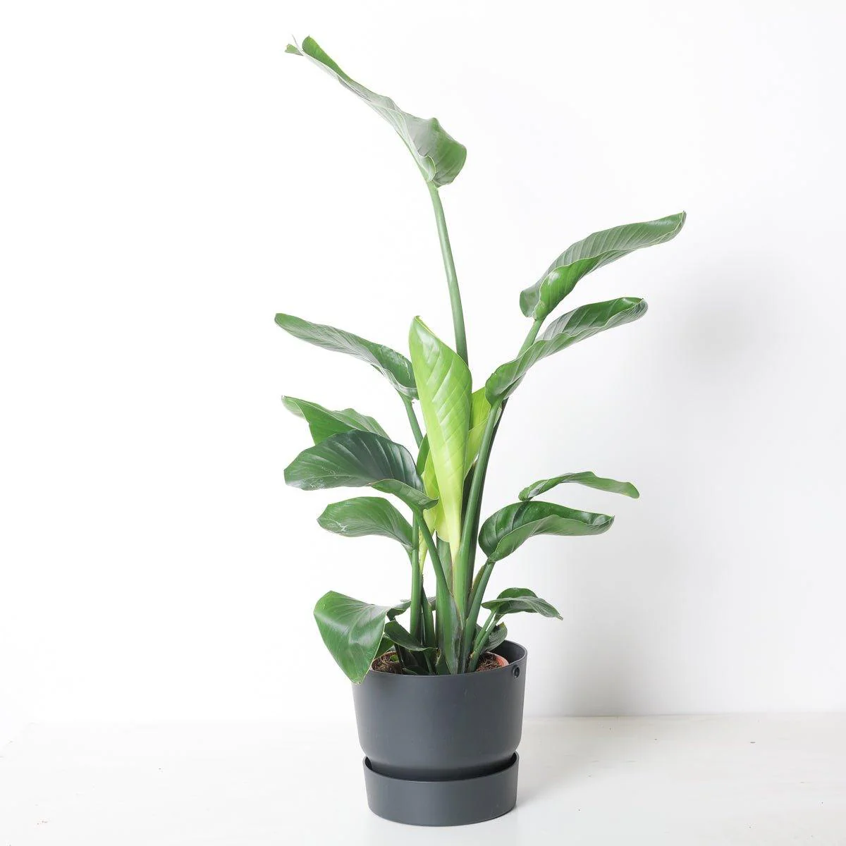 Strelitzia nicolai | Bird of Paradise