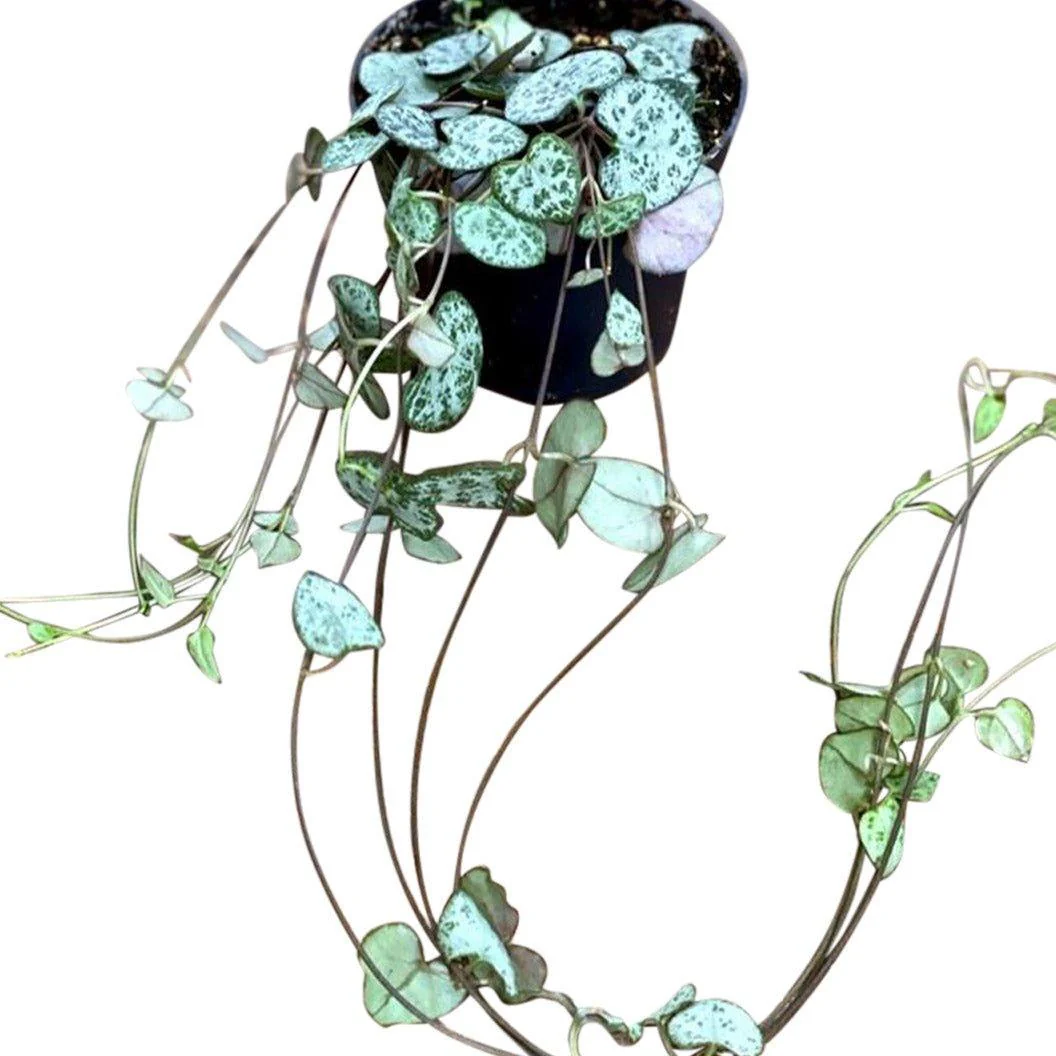 String of Hearts | Ceropegia Woodii - Image 3
