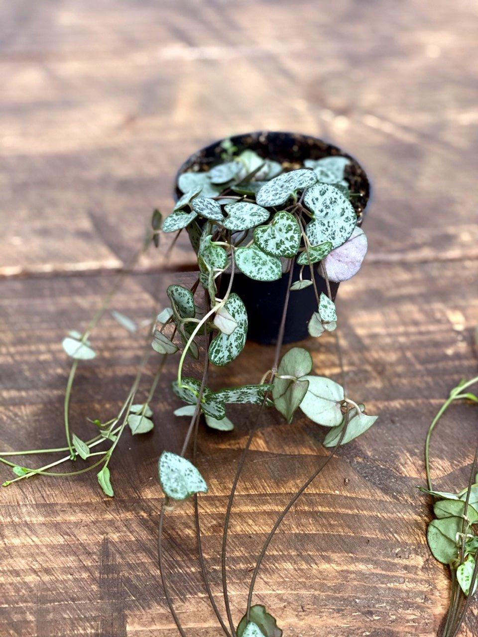 String of Hearts | Ceropegia Woodii - Image 4