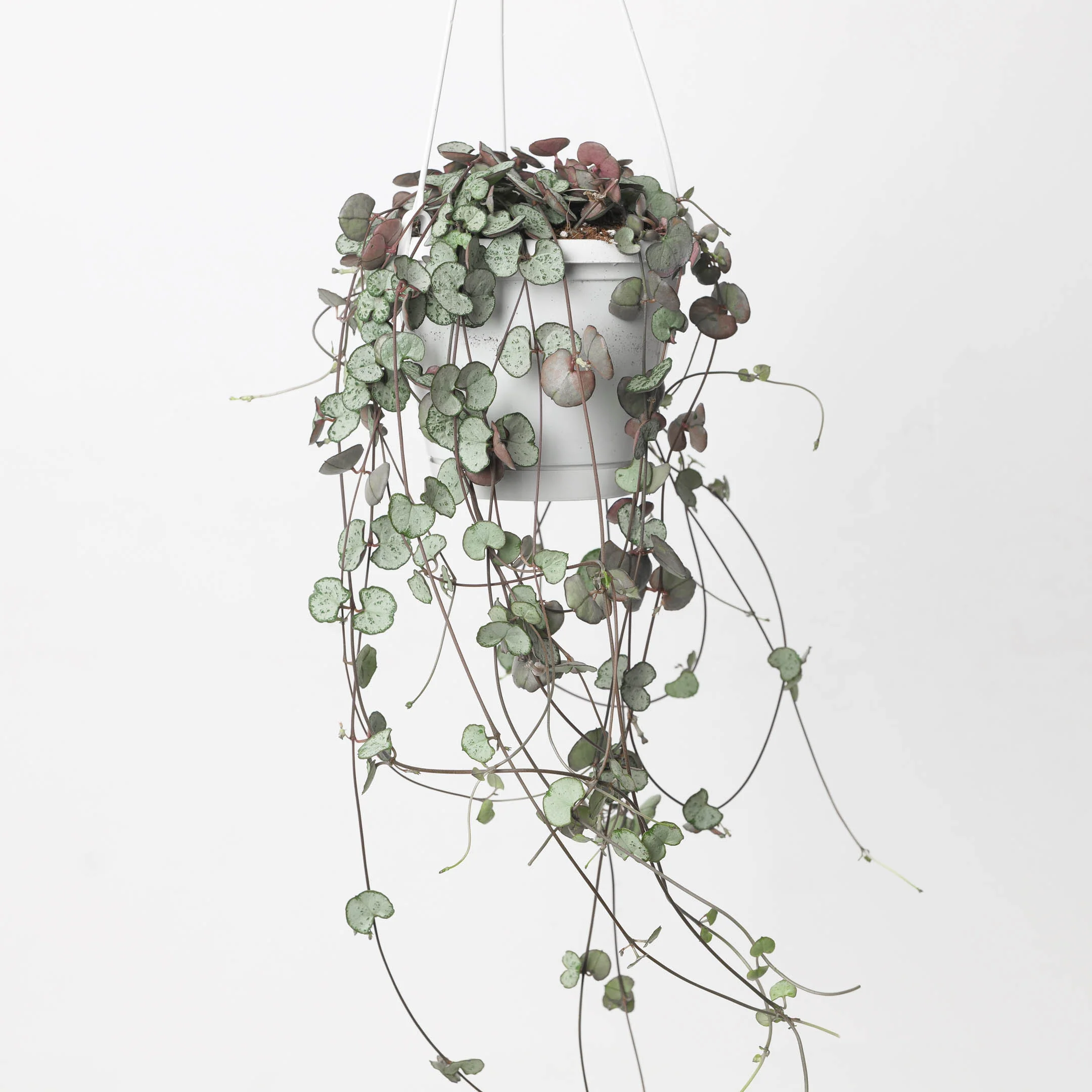 Ceropegia woodii 'Silver Glory' | String of Hearts