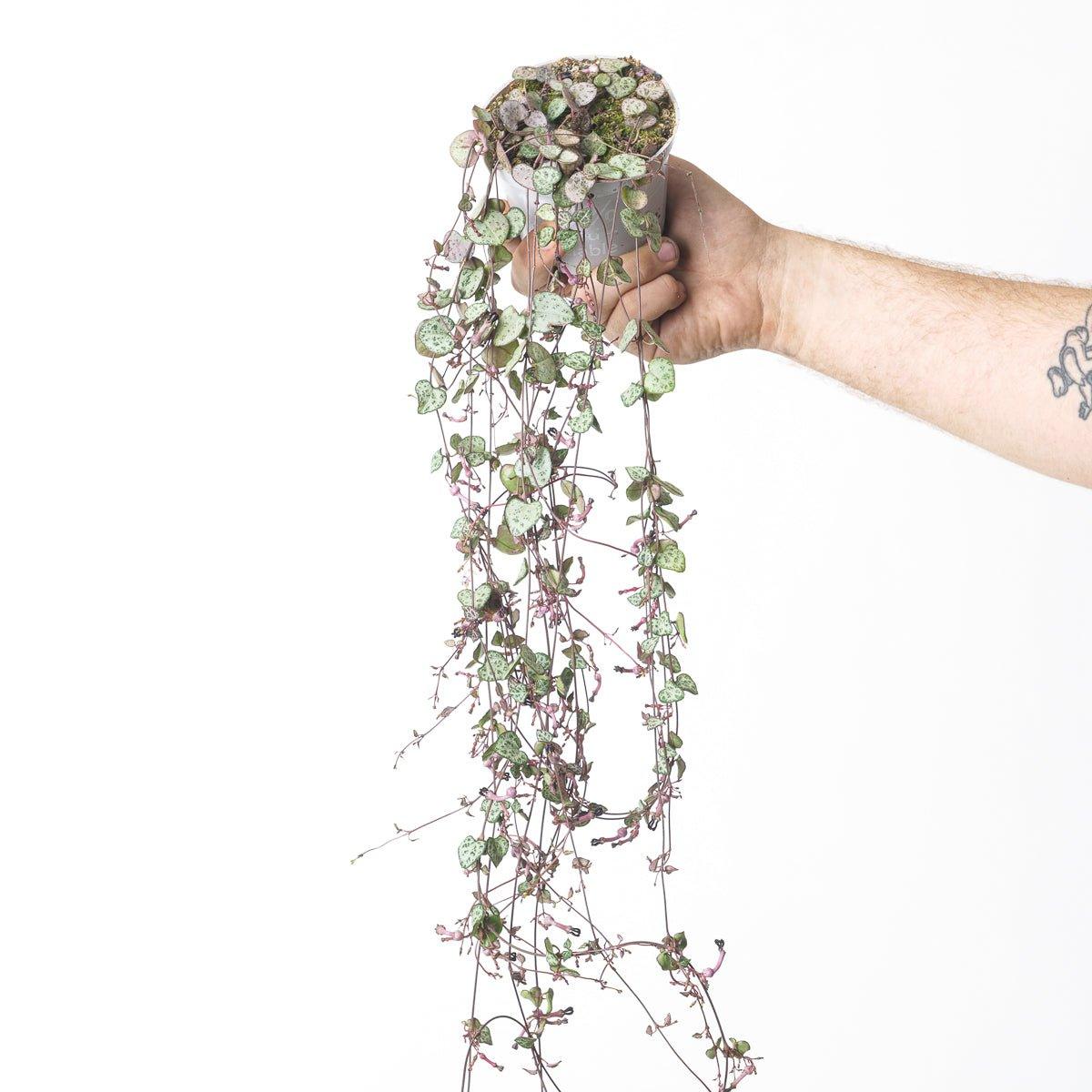 Ceropegia woodii 'Silver Glory' | String of Hearts - Image 2