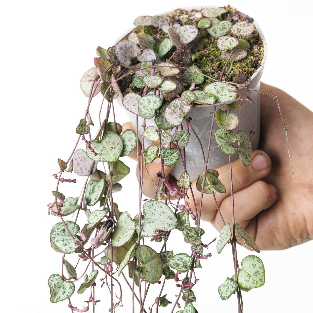 Ceropegia woodii 'Silver Glory' | String of Hearts - Image 3