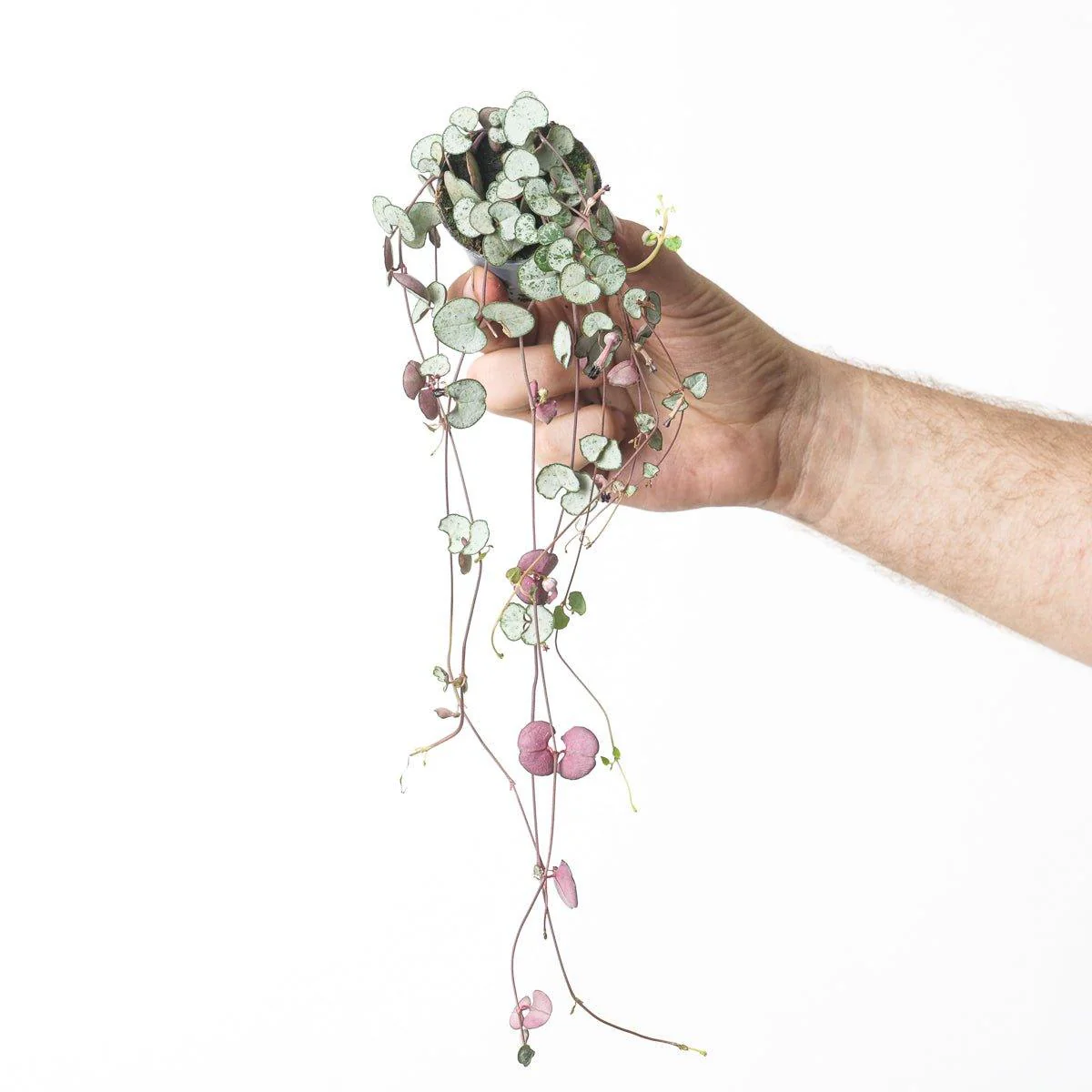 Ceropegia woodii 'Silver Glory' | String of Hearts - Image 4