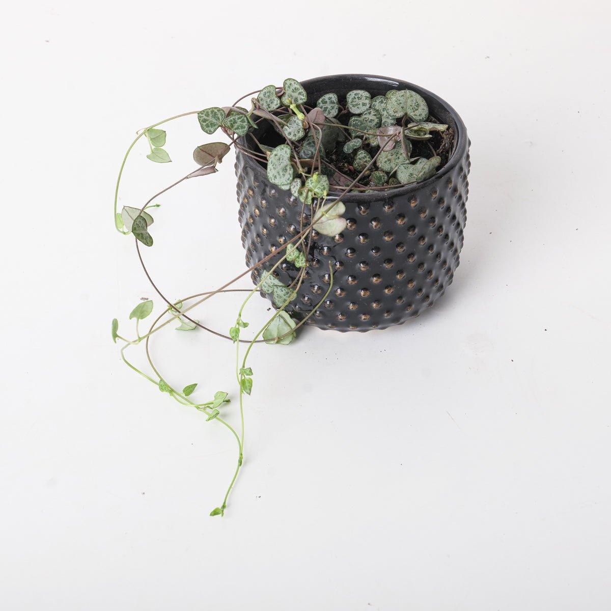 Ceropegia woodii 'Silver Glory' | String of Hearts - Image 5