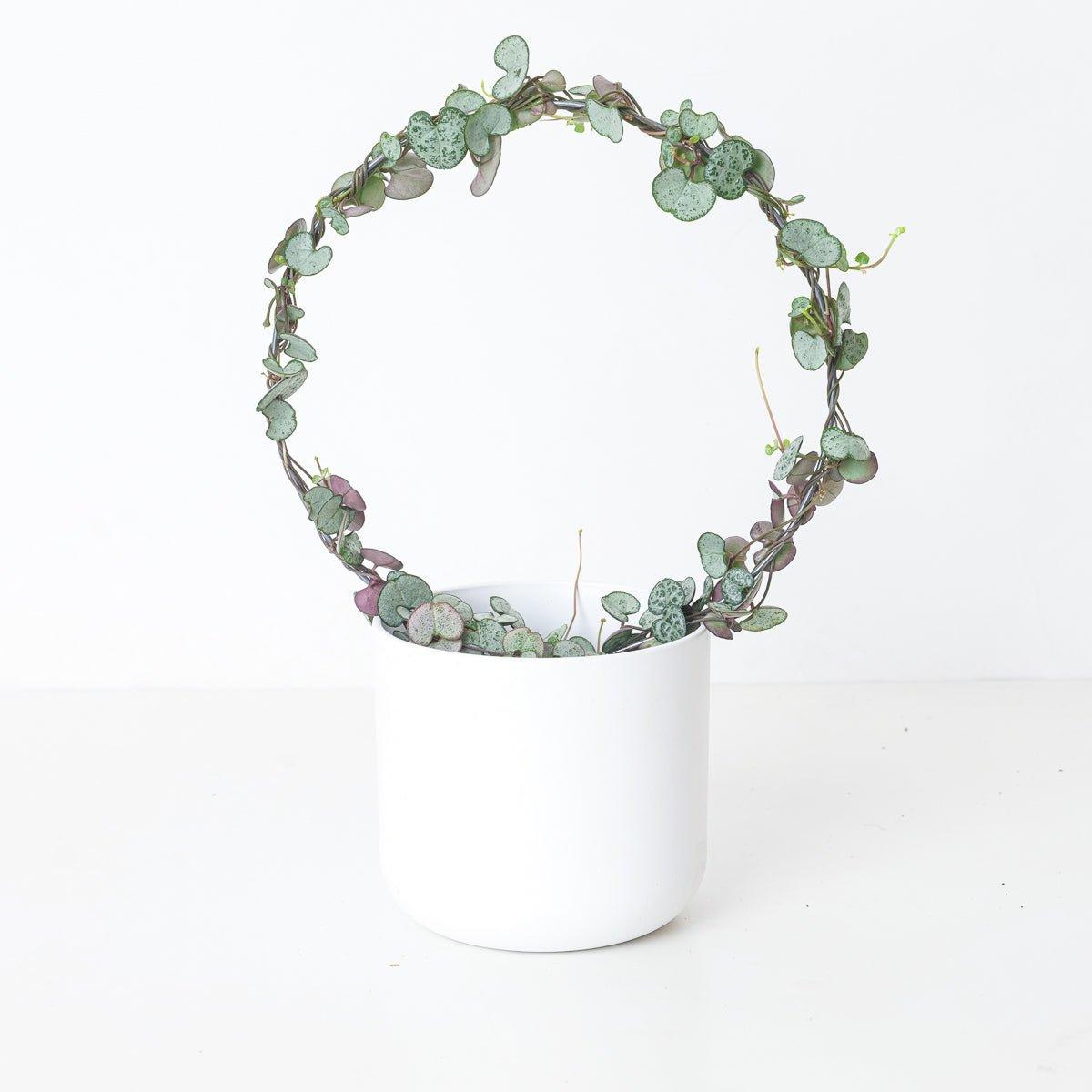 Ceropegia woodii 'Silver Glory' | String of Hearts - Image 6