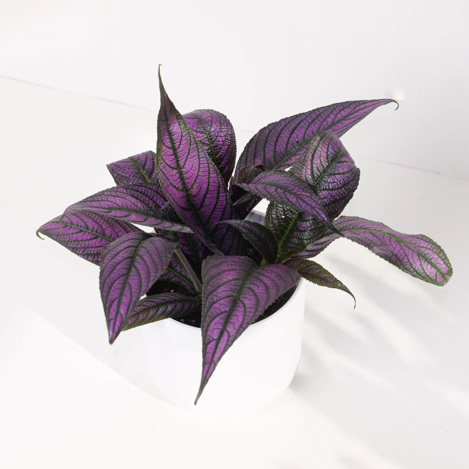 Strobilanthes auriculata var. dyeriana