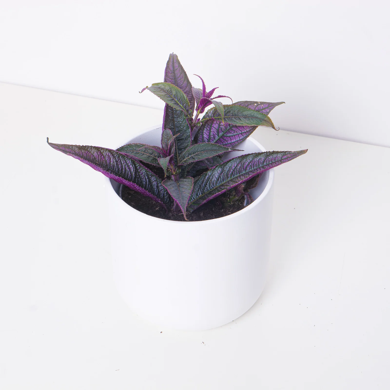 Strobilanthes auriculata var. dyeriana - Image 2