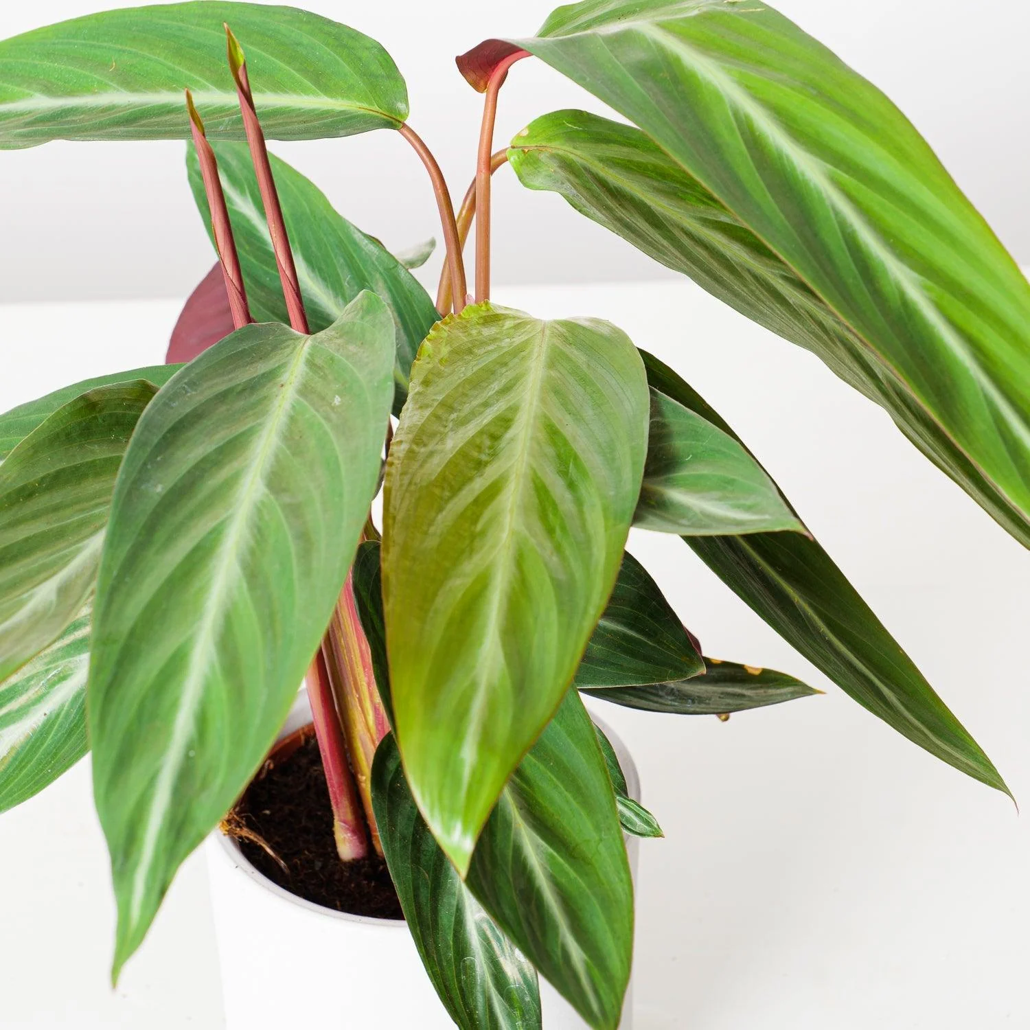 Stromanthe Sanguinea Stripestar | Calathea Stripestar - Image 2