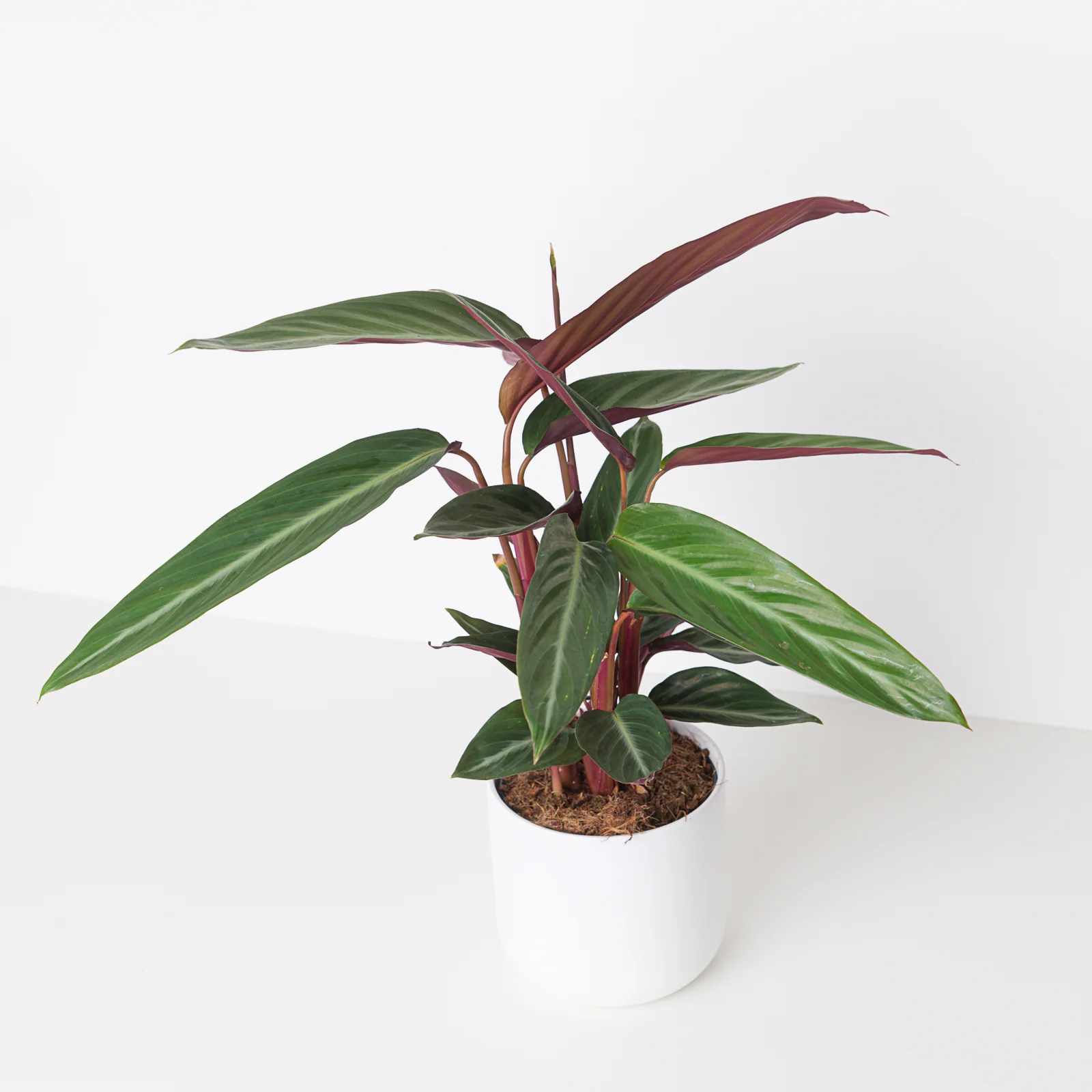 Stromanthe Sanguinea Stripestar | Calathea Stripestar - Image 3