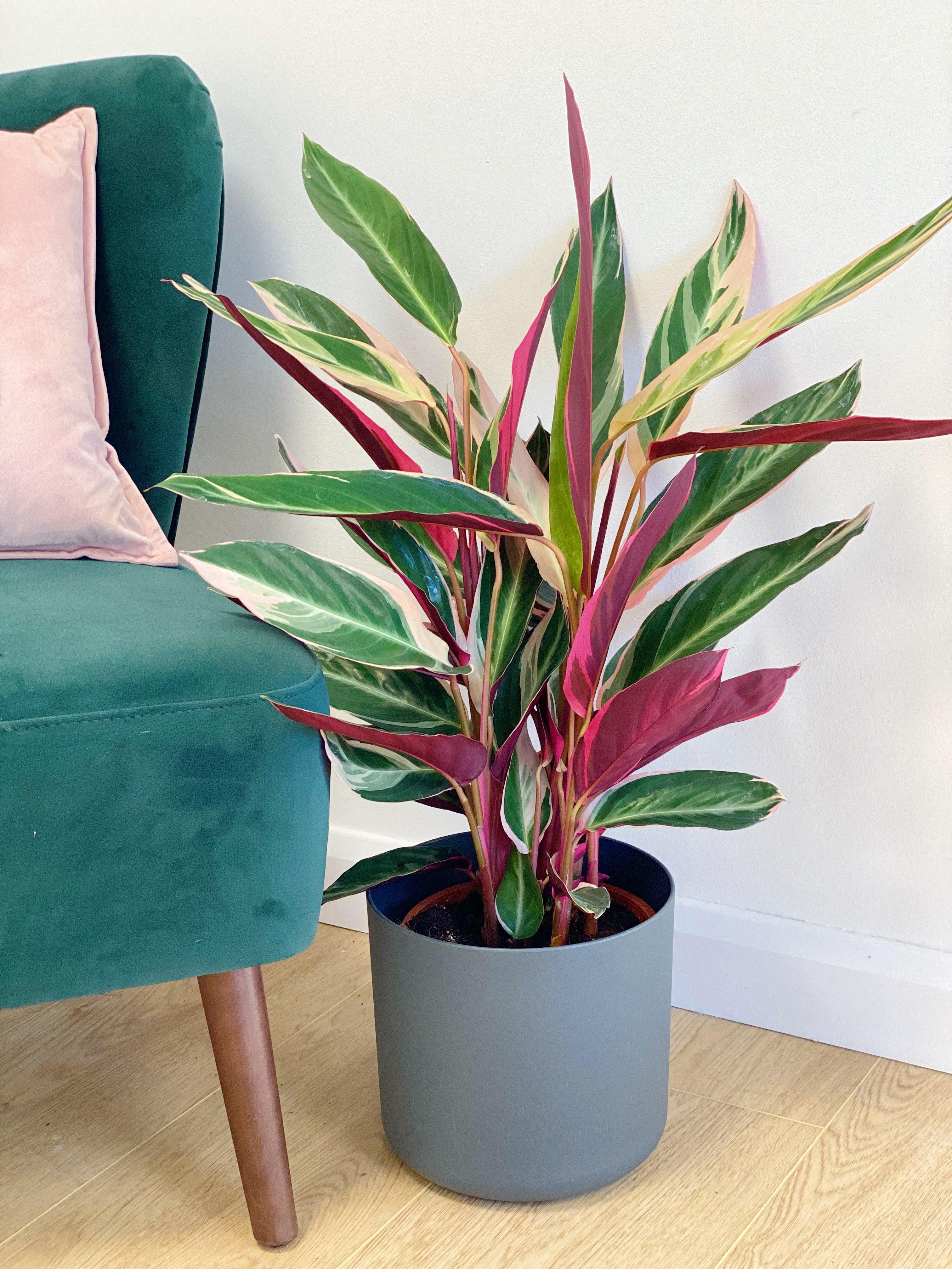 Stromanthe Sanguinea Triostar | Calathea Triostar - Image 3