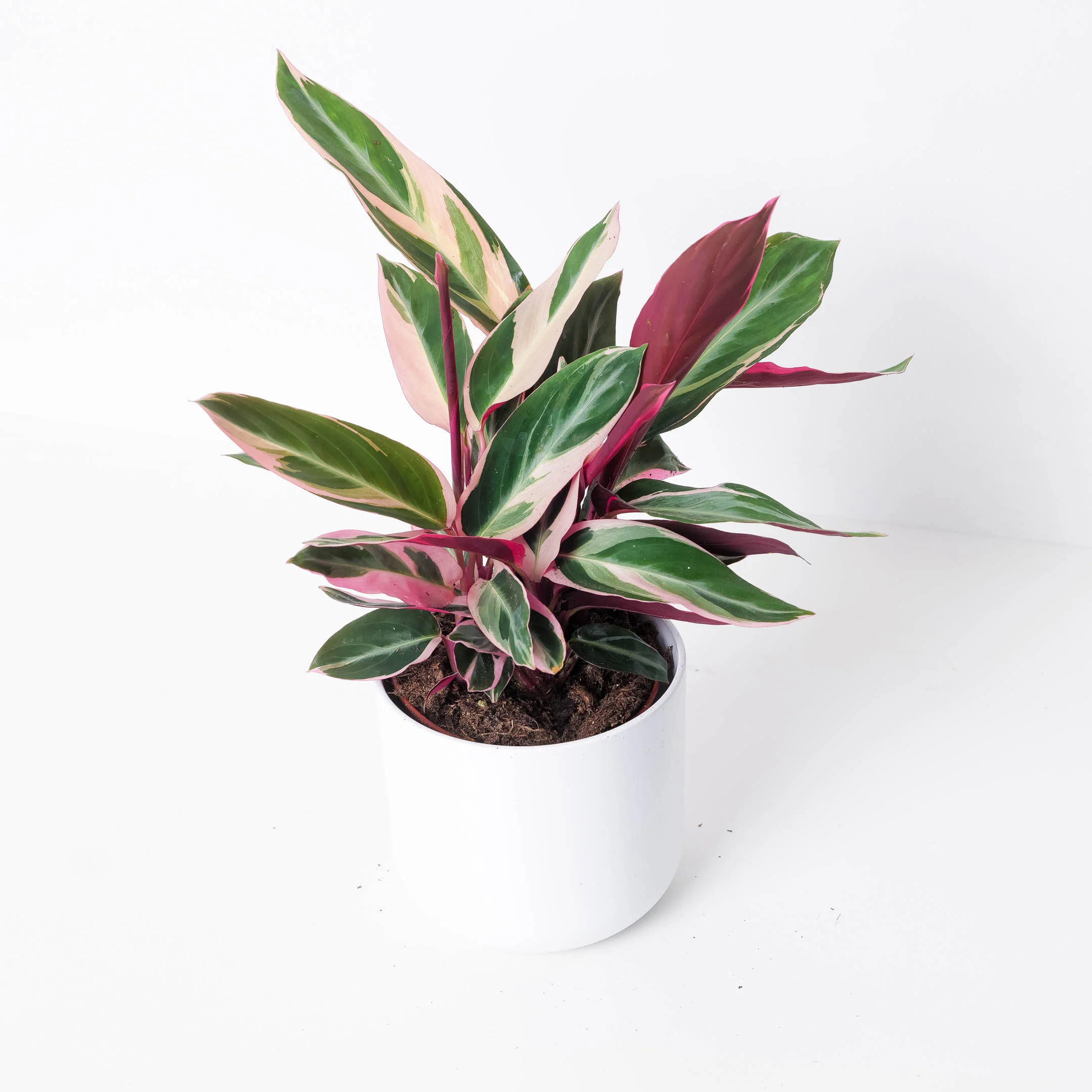 Stromanthe Sanguinea Triostar | Calathea Triostar - Image 4