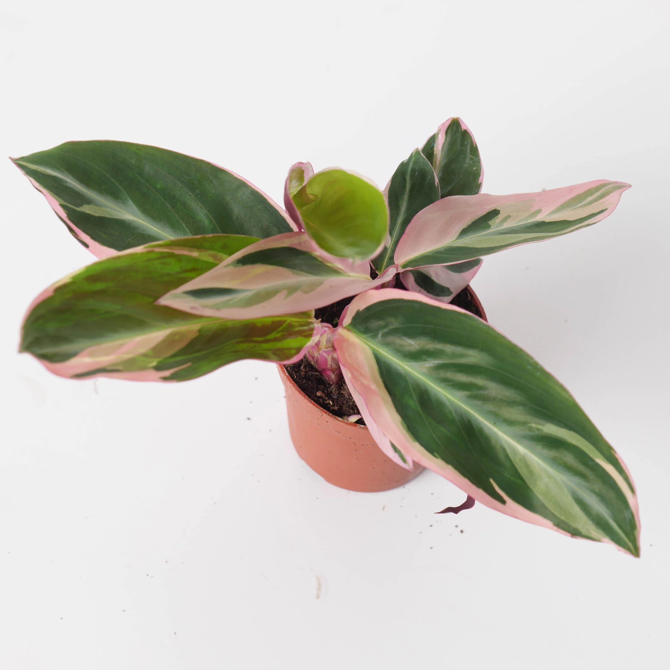 Stromanthe Sanguinea Triostar | Calathea Triostar - Image 5