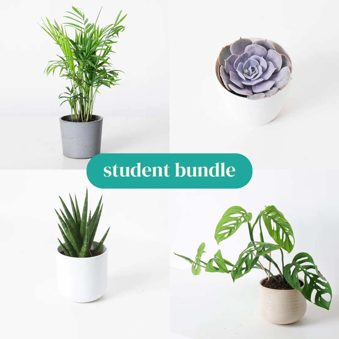Student Bundle