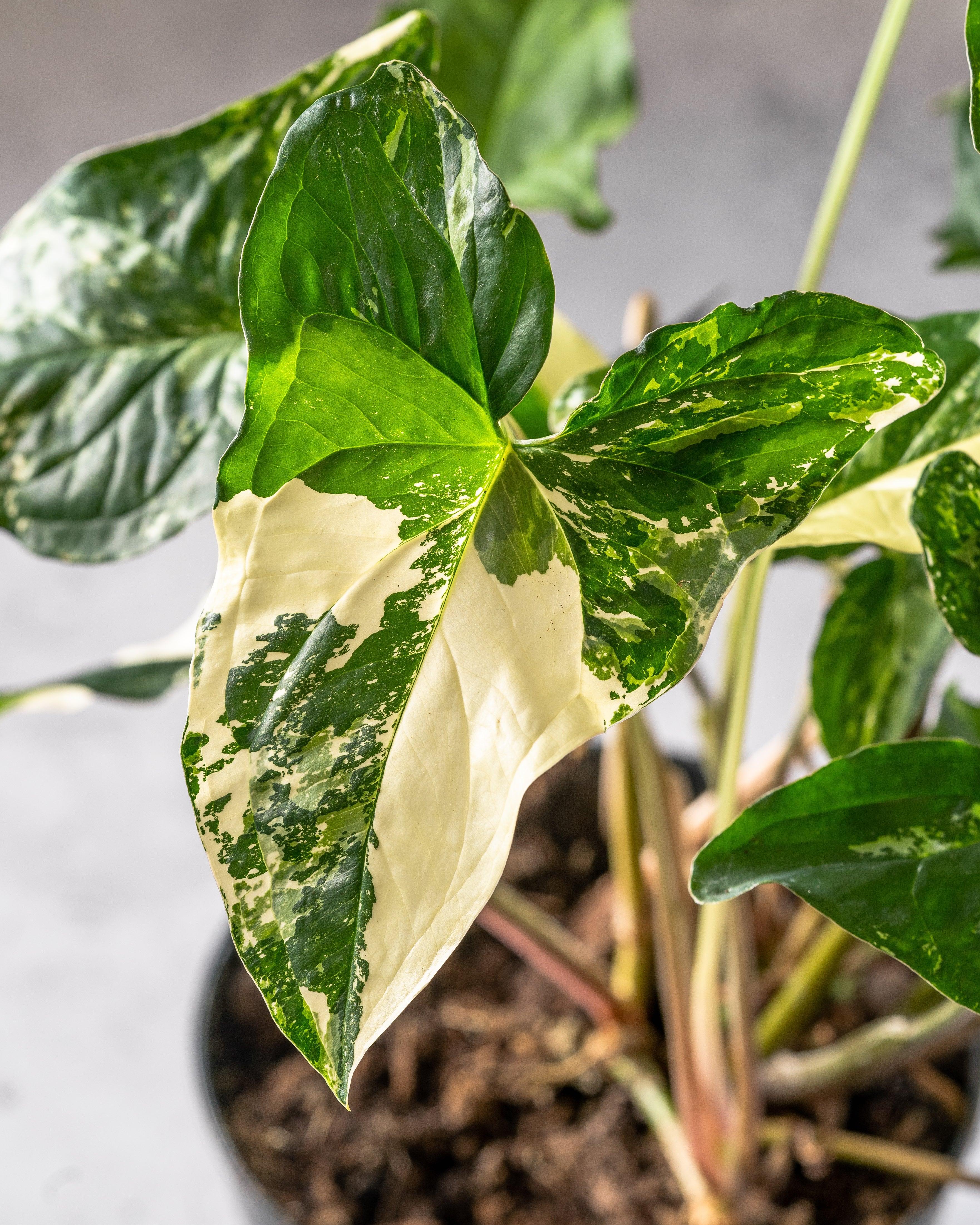 Syngonium Albo Variegated | Podophyllum - Image 2