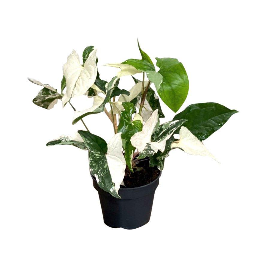 Syngonium Albo Variegated | Podophyllum - Image 3