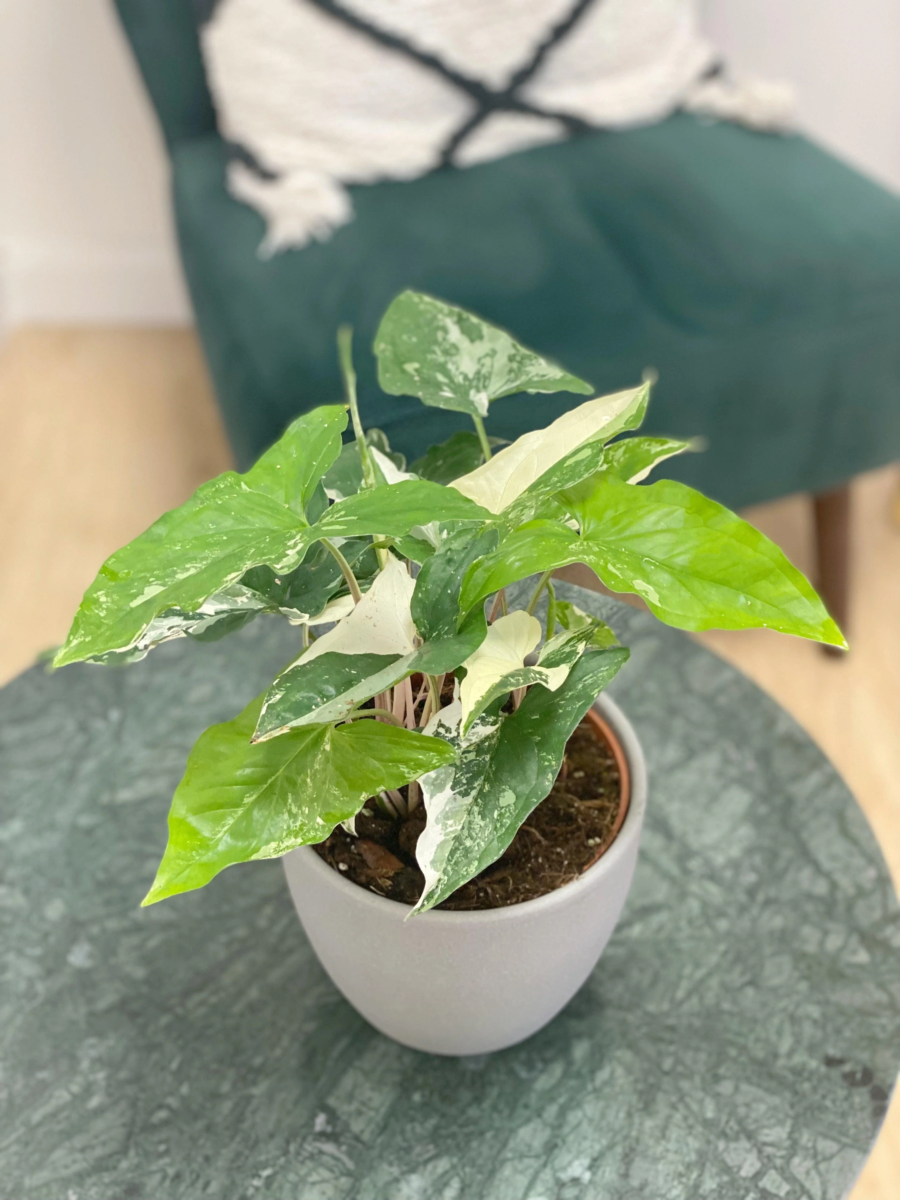 Syngonium Albo Variegated | Podophyllum - Image 4