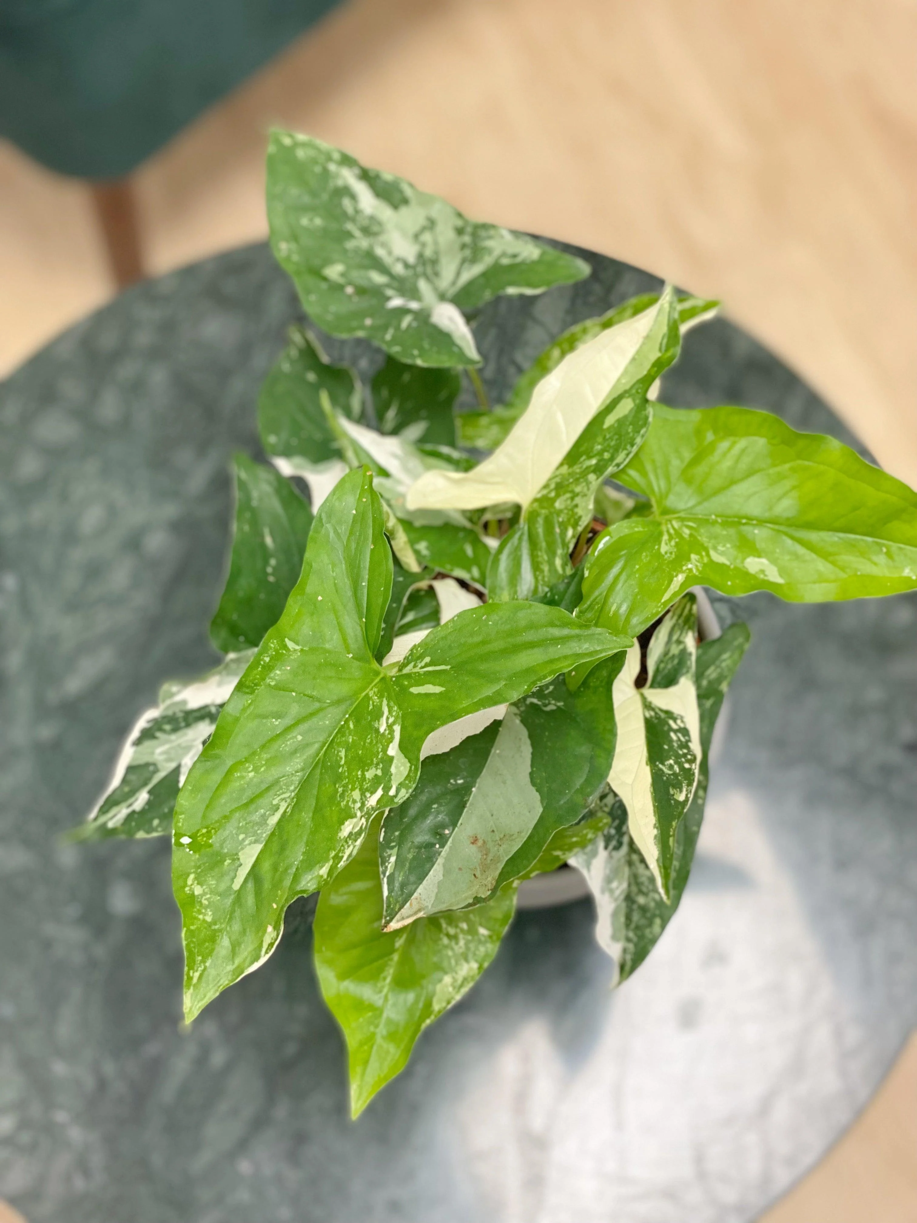 Syngonium Albo Variegated | Podophyllum - Image 5