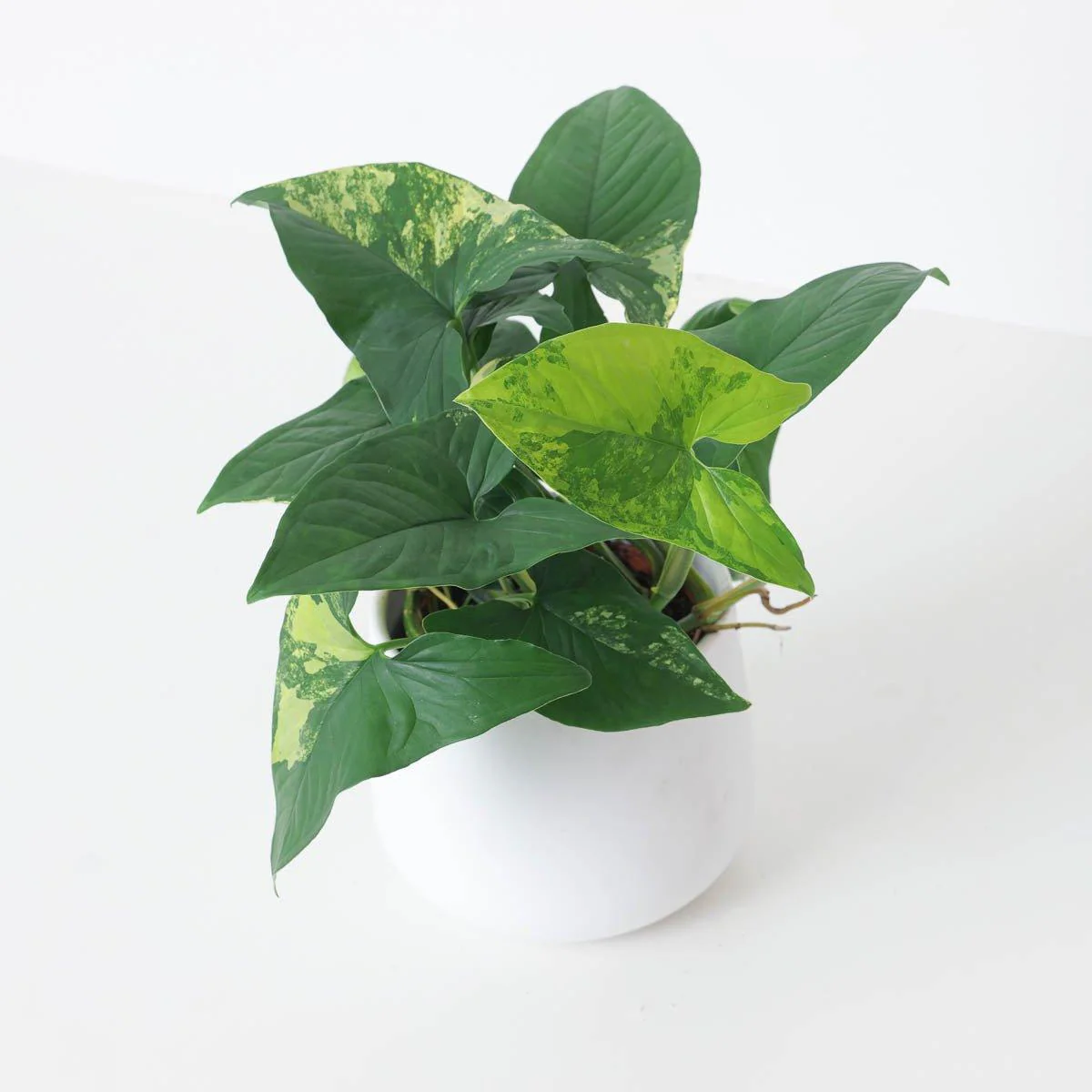 Syngonium Aureua Variegated