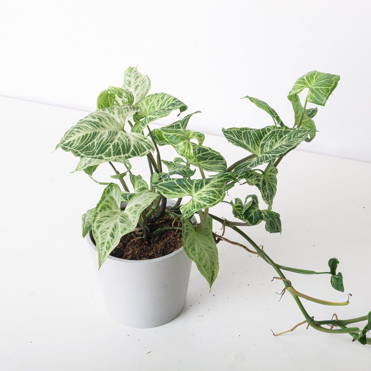 Syngonium Batik