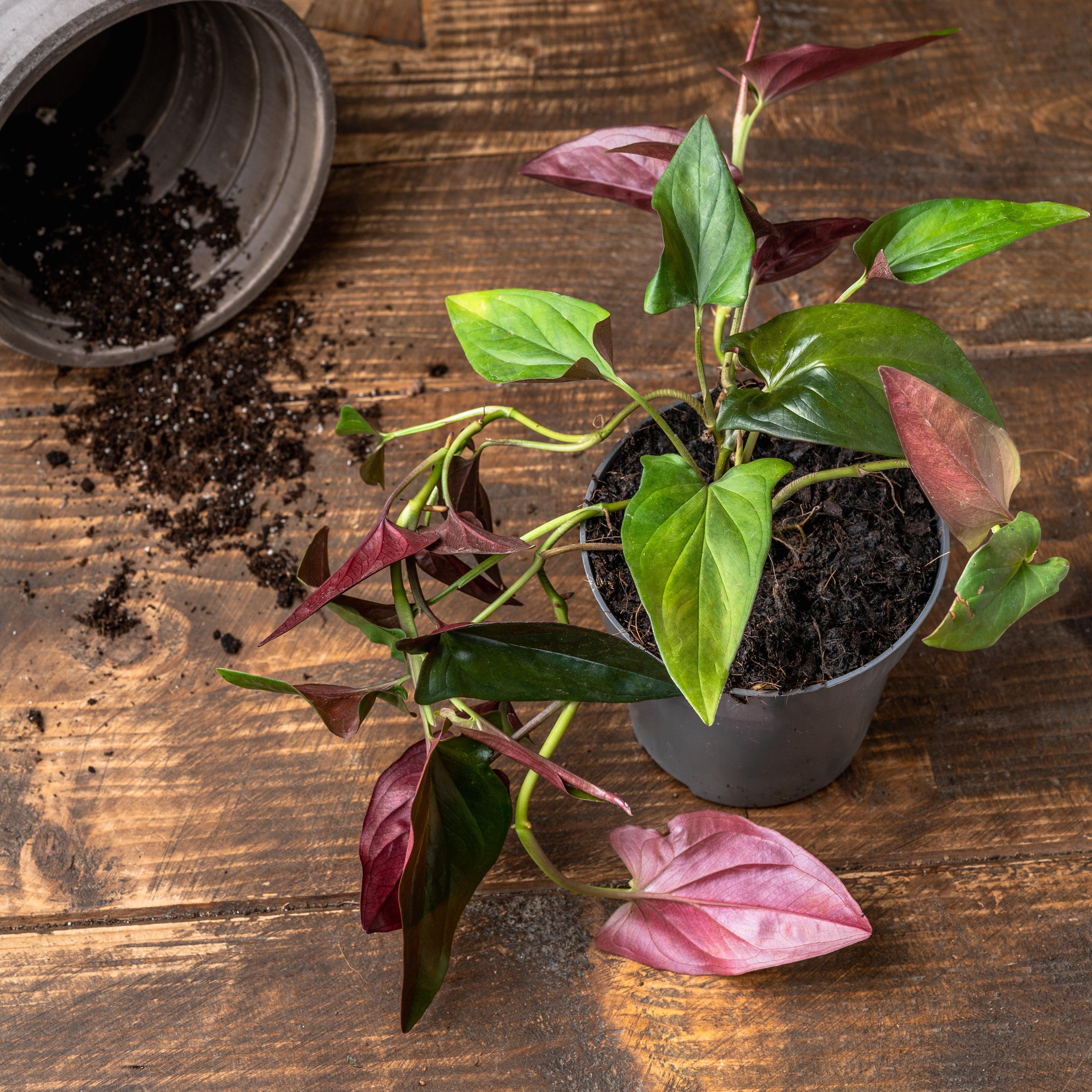 Syngonium Erythrophyllum Red Arrow
