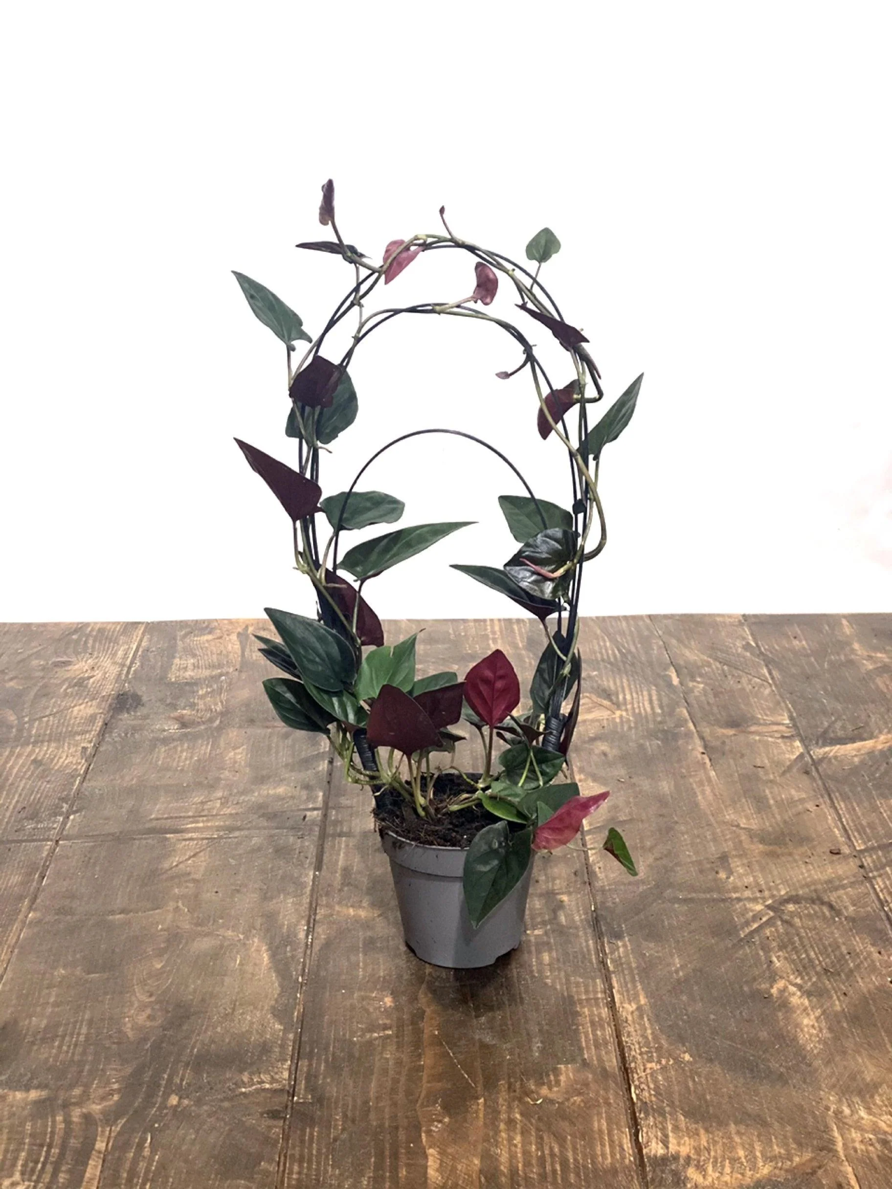 Syngonium Erythrophyllum Red Arrow - Image 2