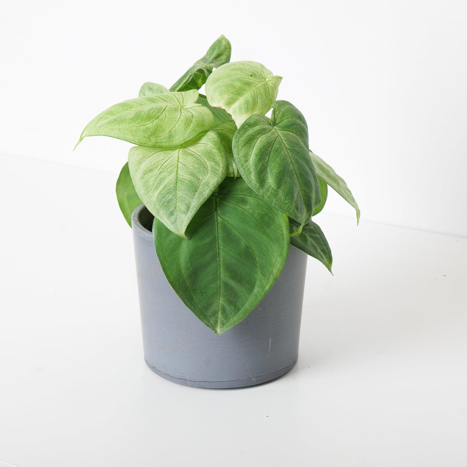 Syngonium Ice Frost