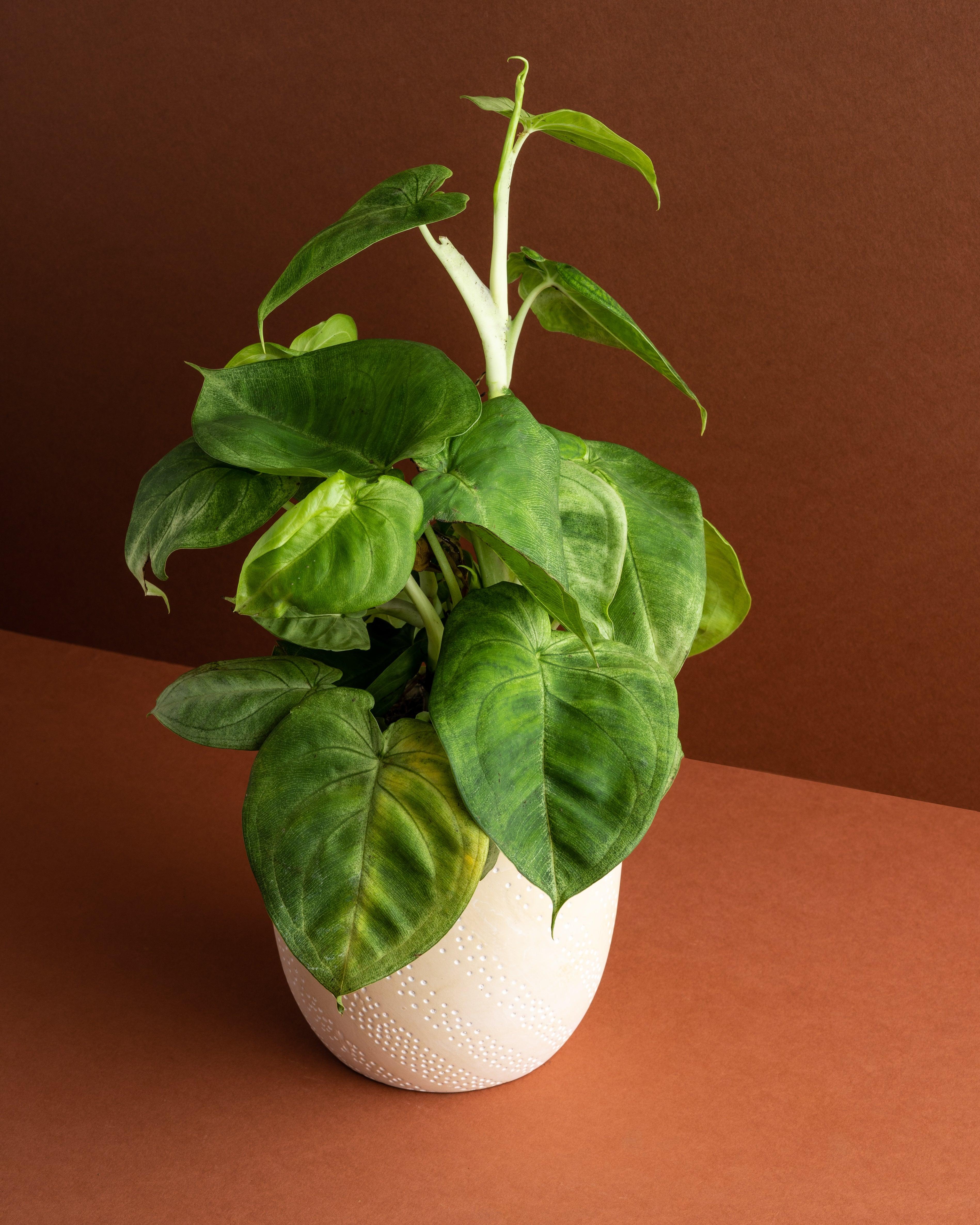 Syngonium Ice Frost - Image 2
