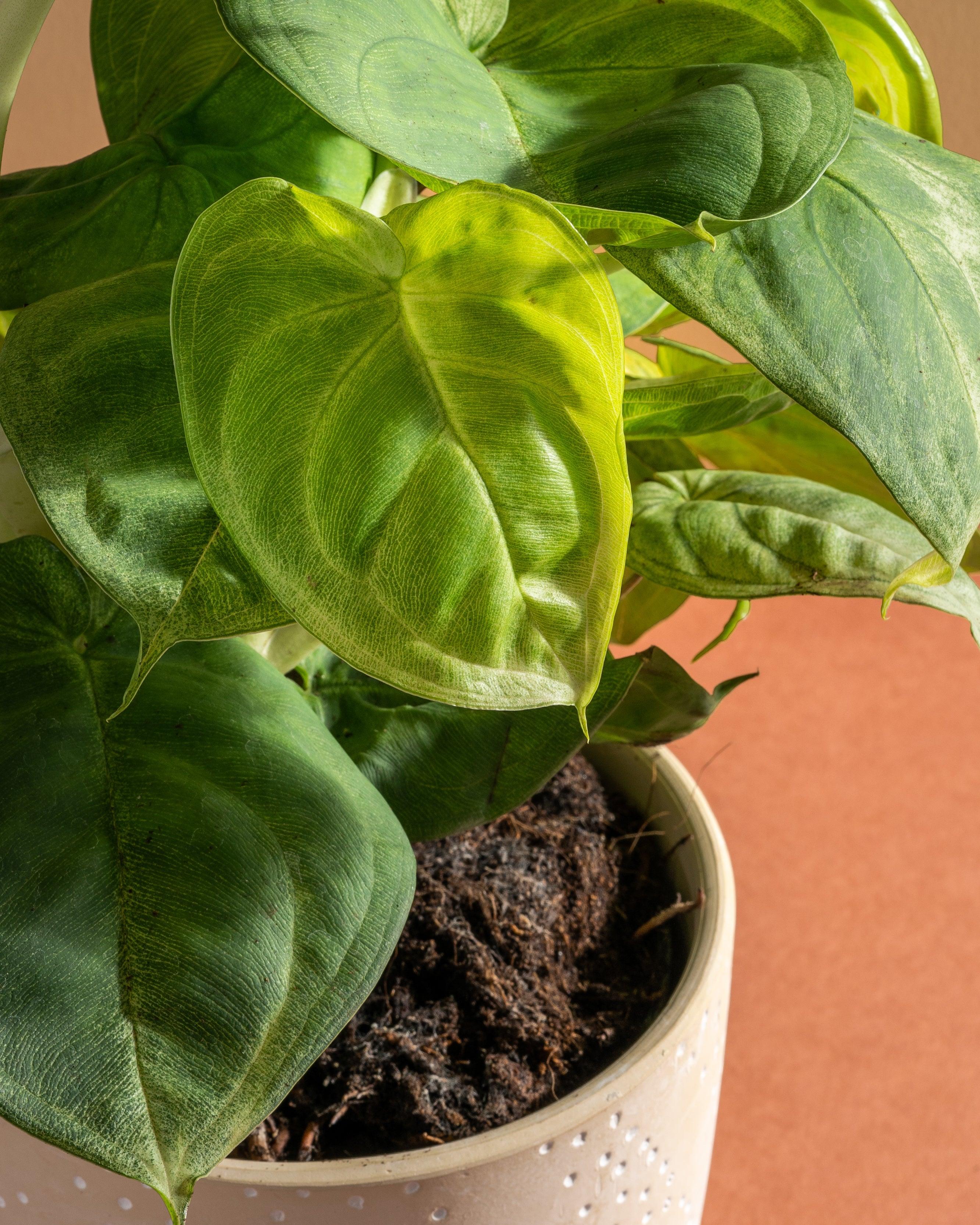 Syngonium Ice Frost - Image 3