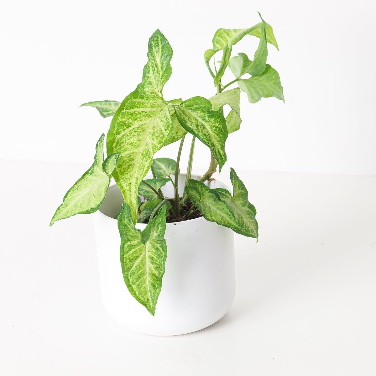 Syngonium Light Star