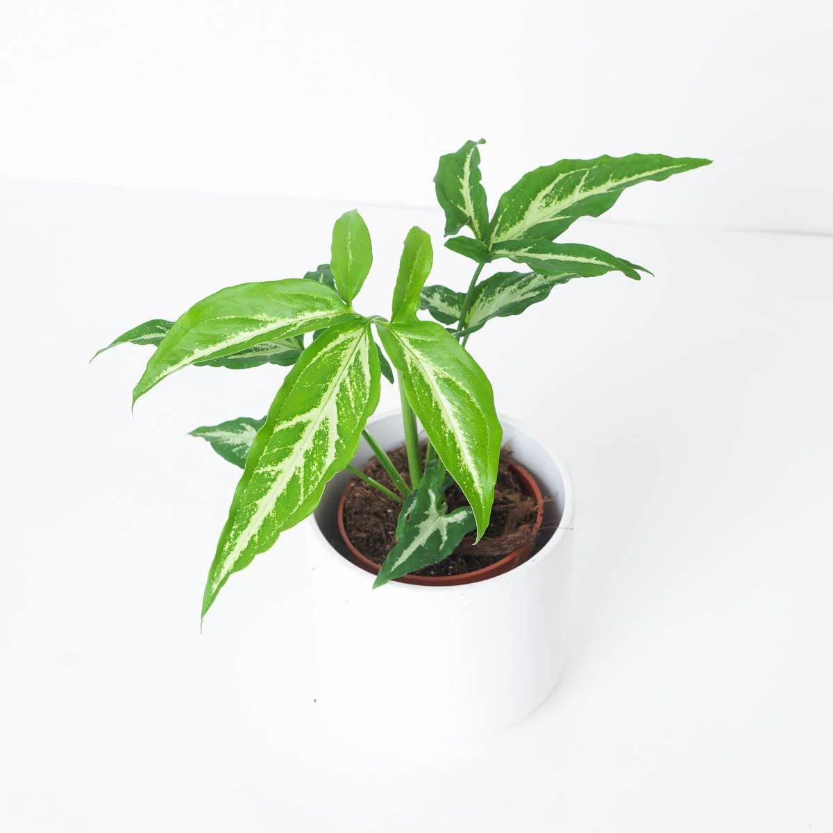 Syngonium 'Little Star'