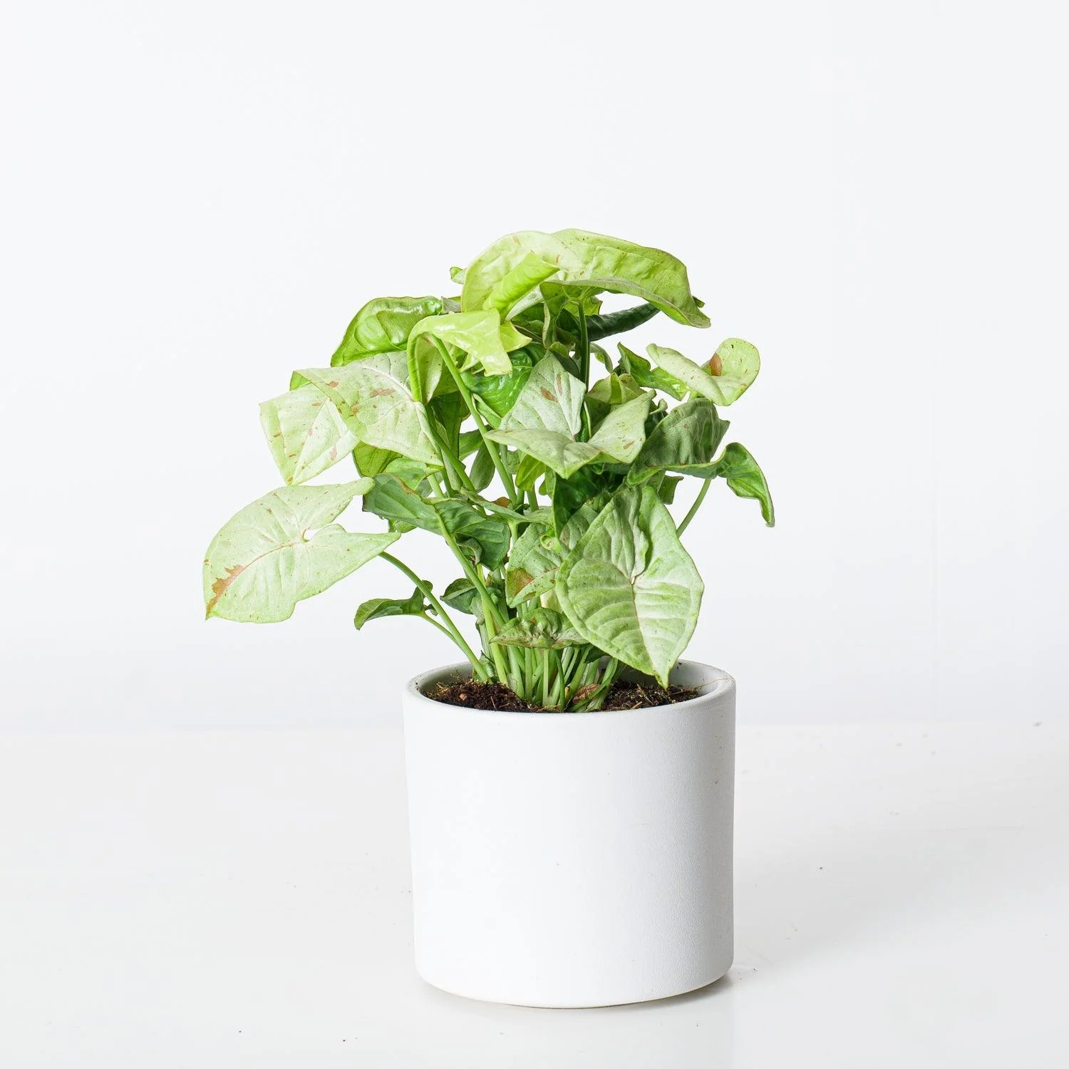 Syngonium Milk Confetti