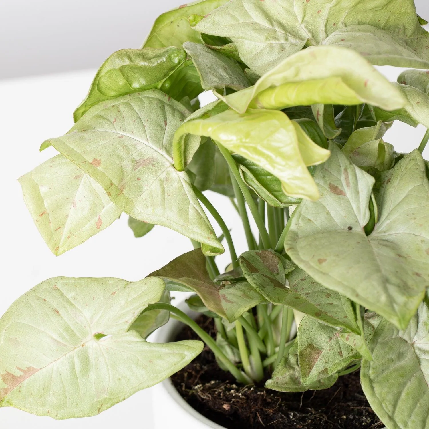 Syngonium Milk Confetti - Image 2