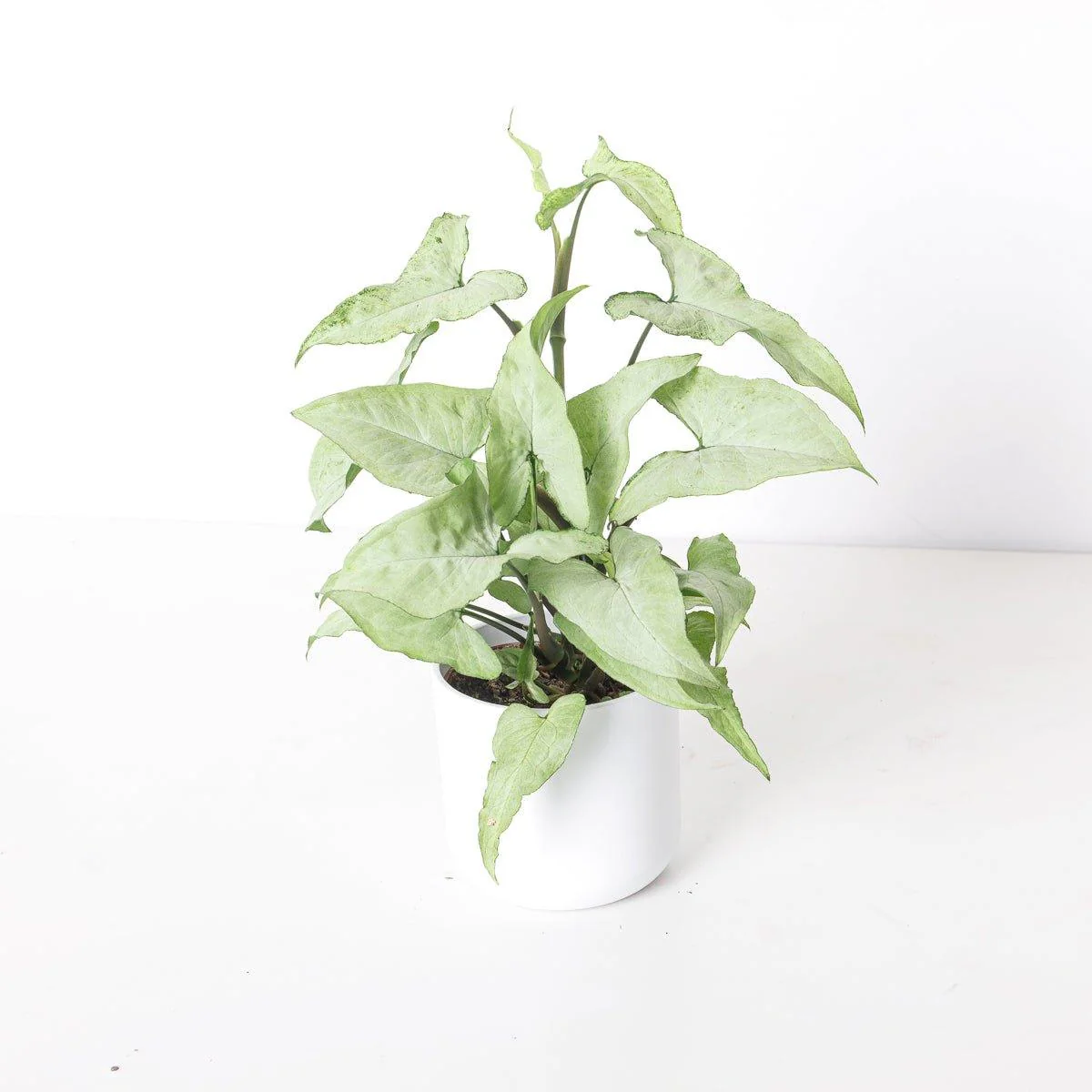 Syngonium Ngern La Mai