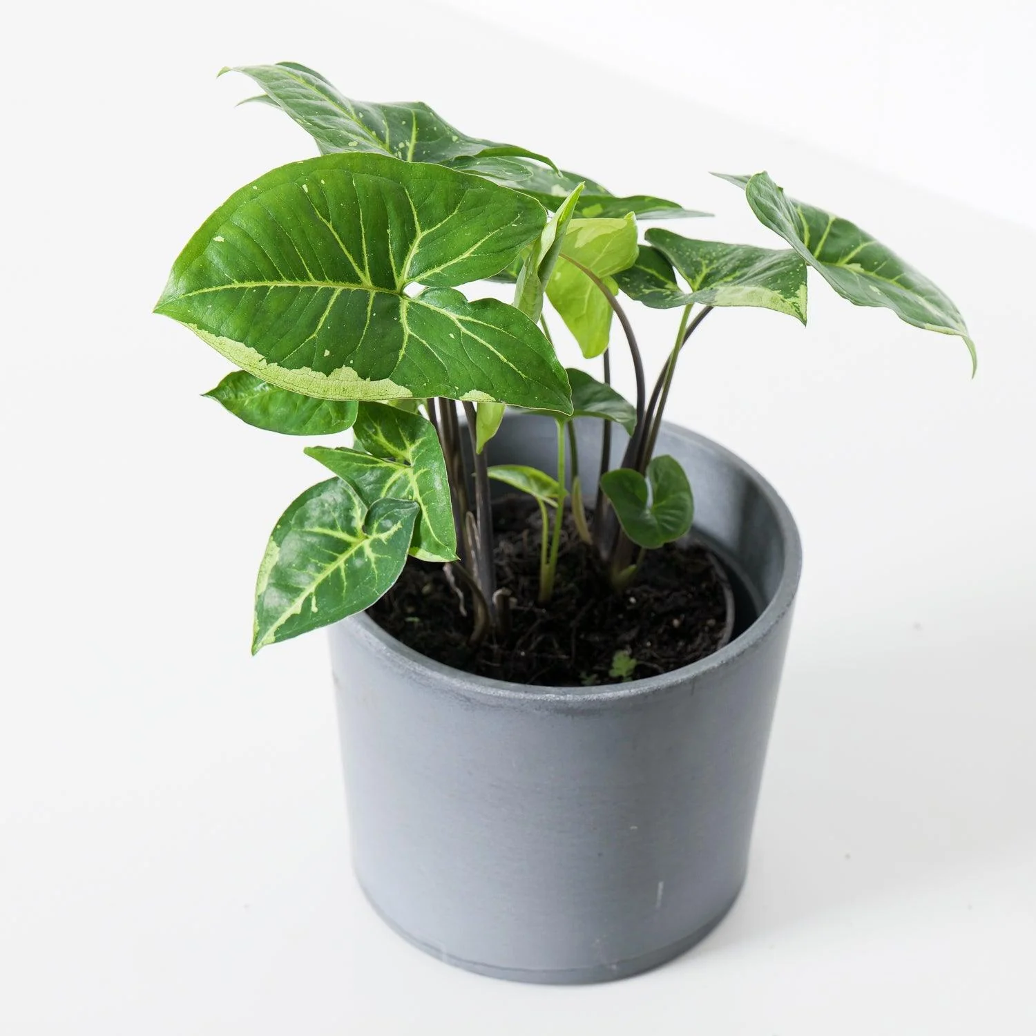 Syngonium Panda