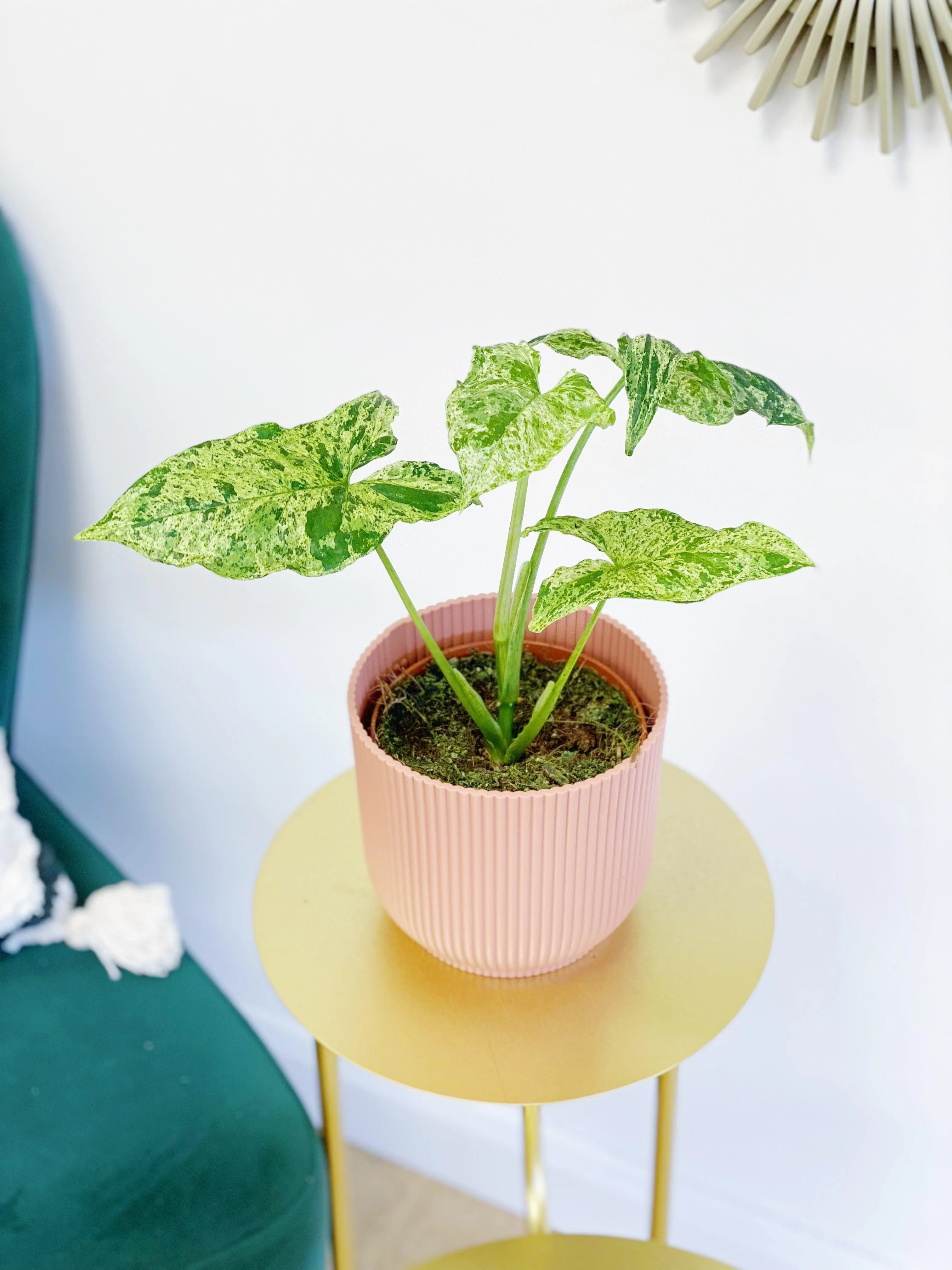 Syngonium Podophyllum Mottled - Image 3