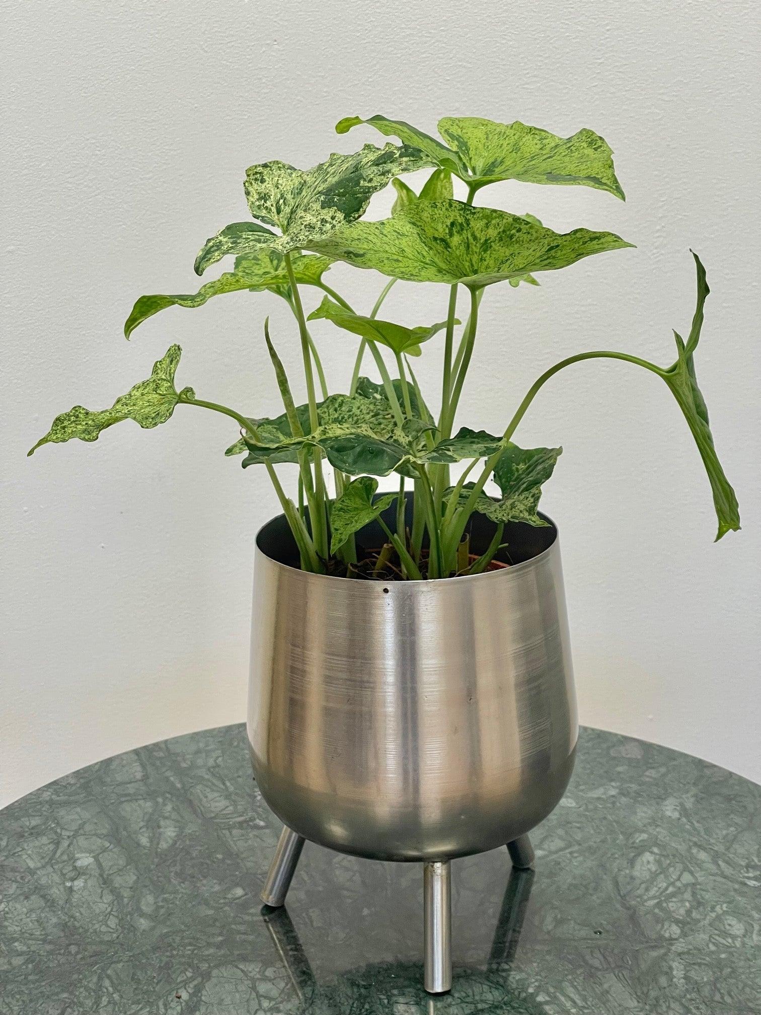 Syngonium Podophyllum Mottled - Image 4