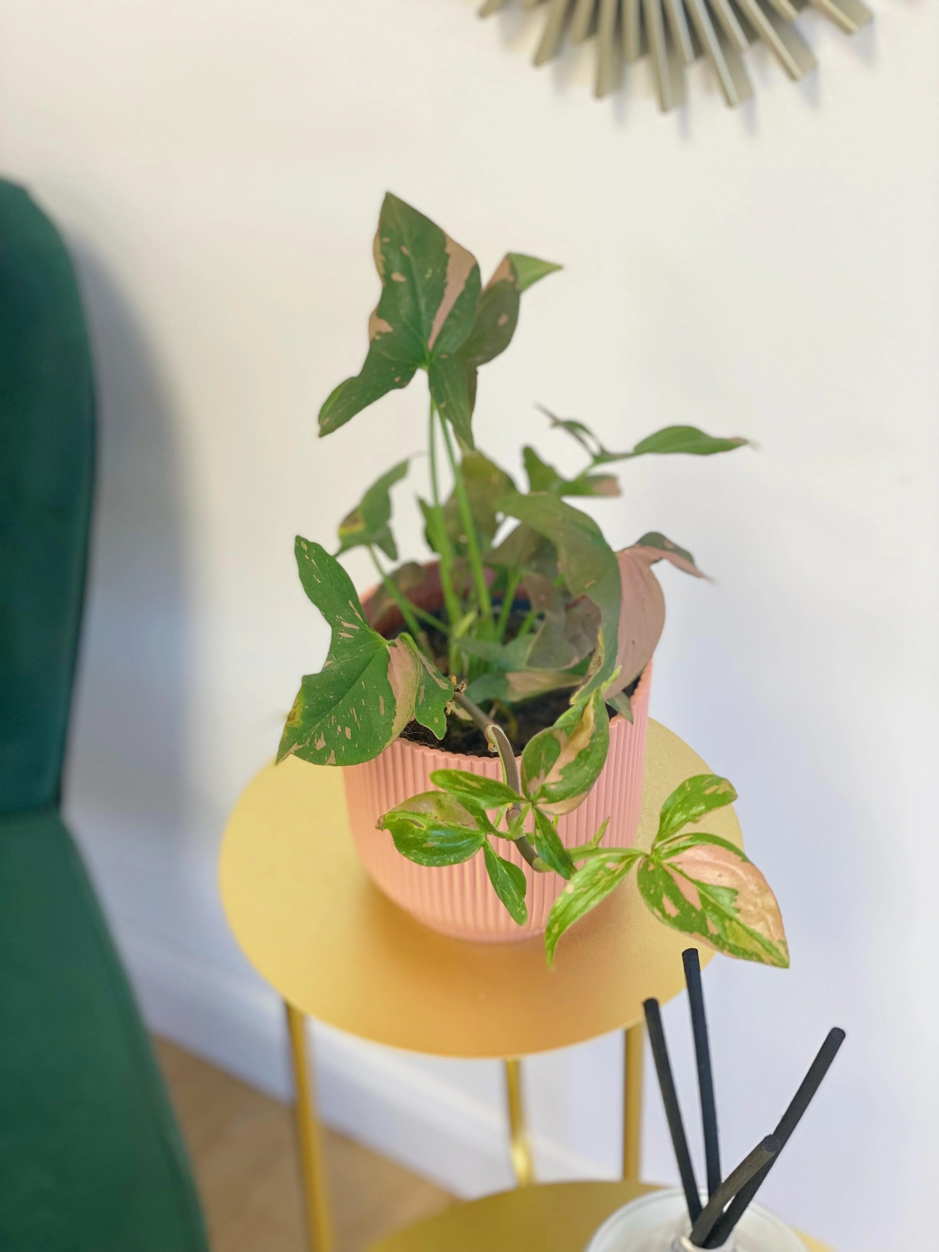 Syngonium Podophyllum Red Spot - Image 2