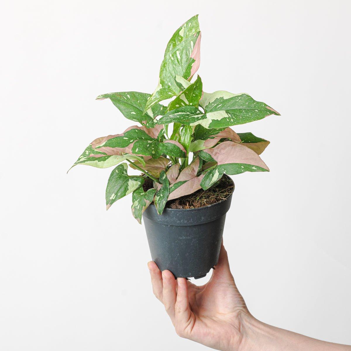 Syngonium Red Spot Tricolor