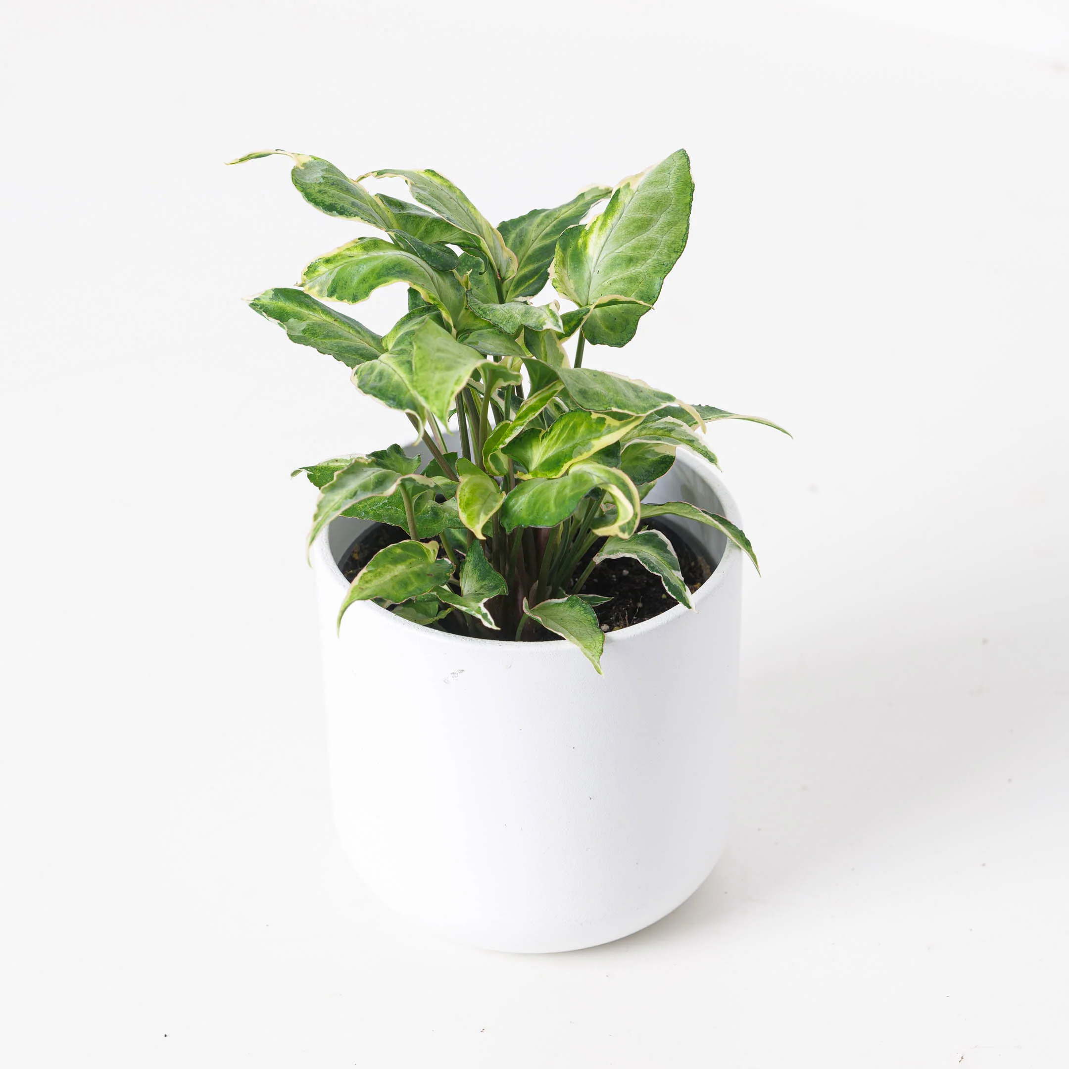 Syngonium Starlite
