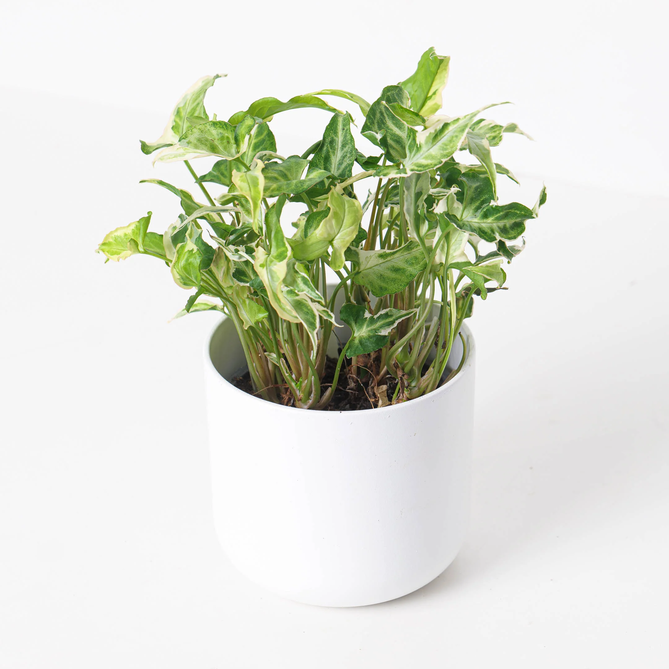 Syngonium Starlite - Image 2