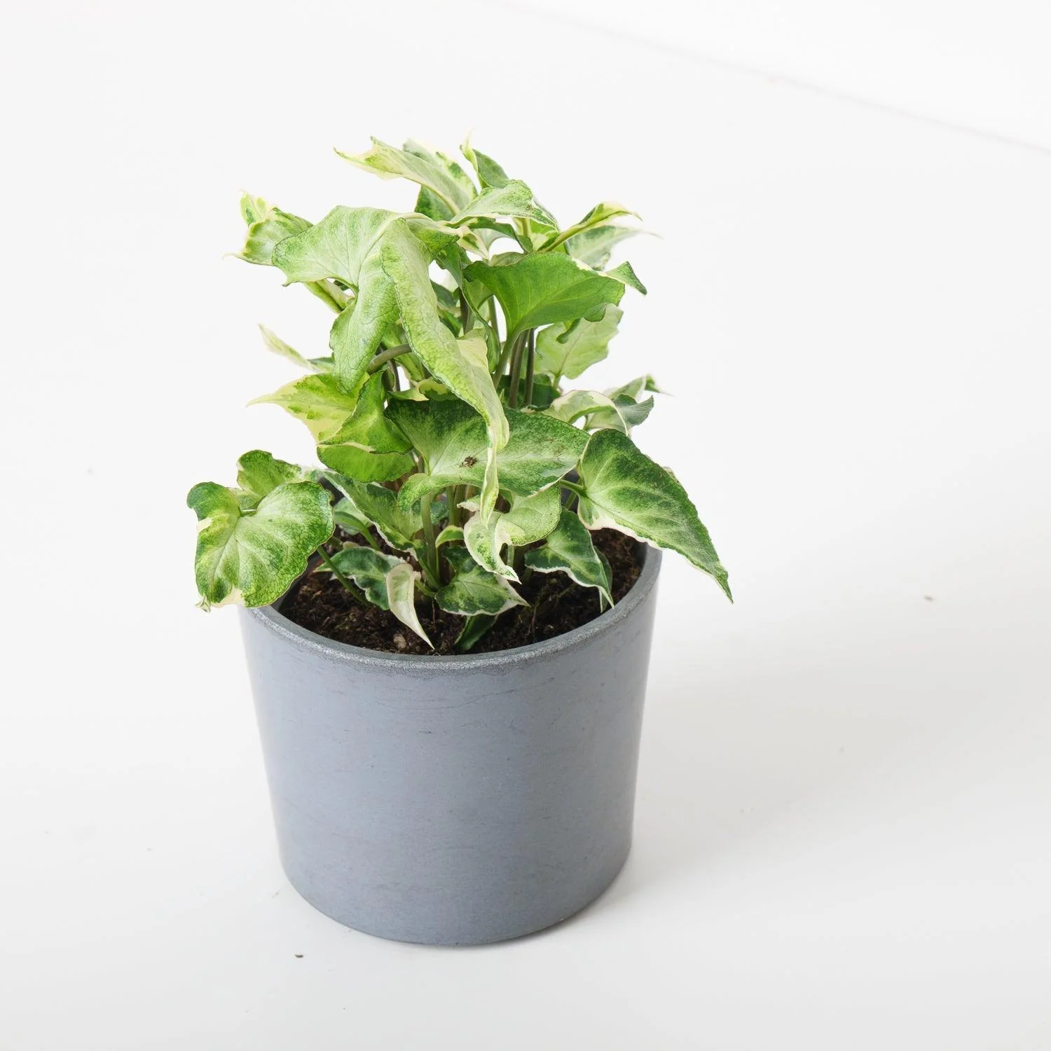 Syngonium Starlite - Image 3
