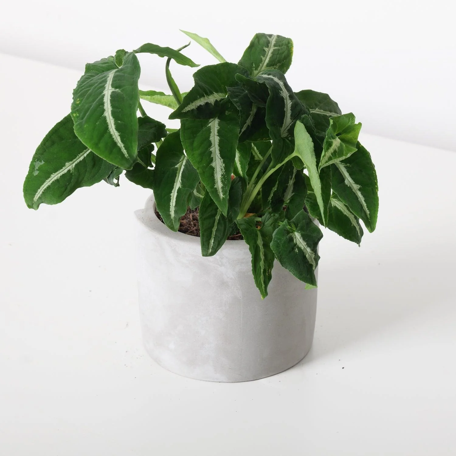 Syngonium Wendlandii