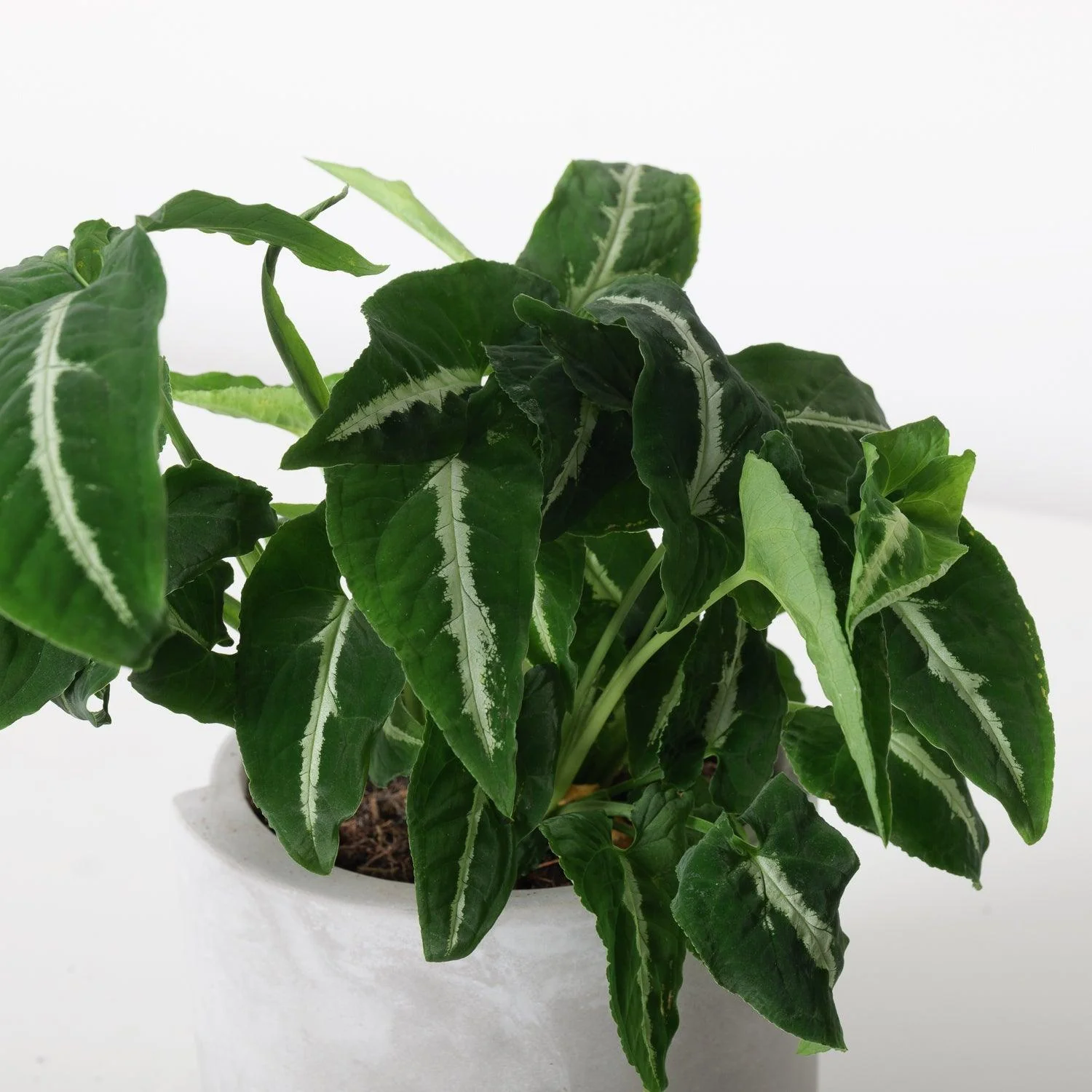 Syngonium Wendlandii - Image 2