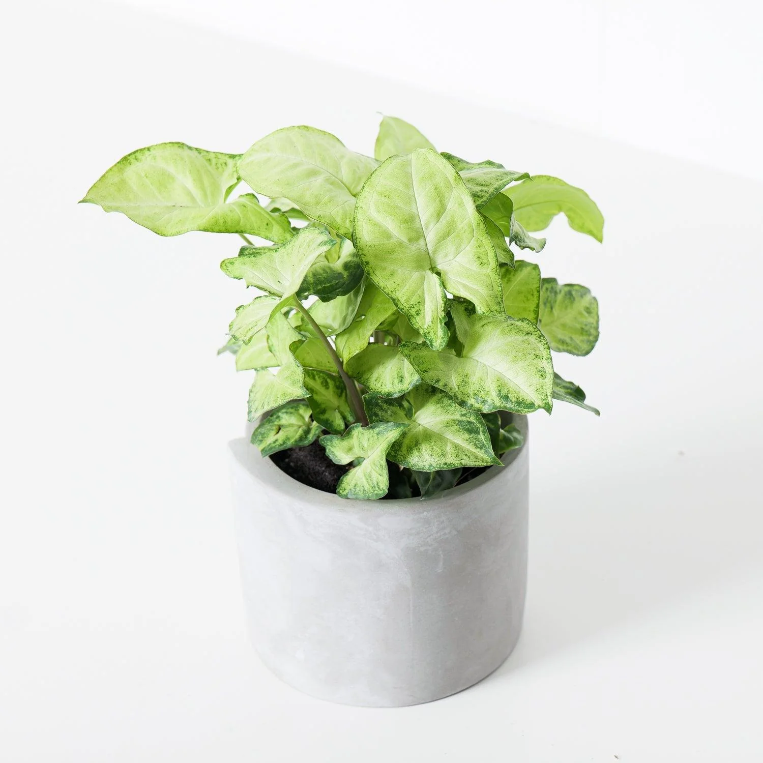 Syngonium White Butterfly